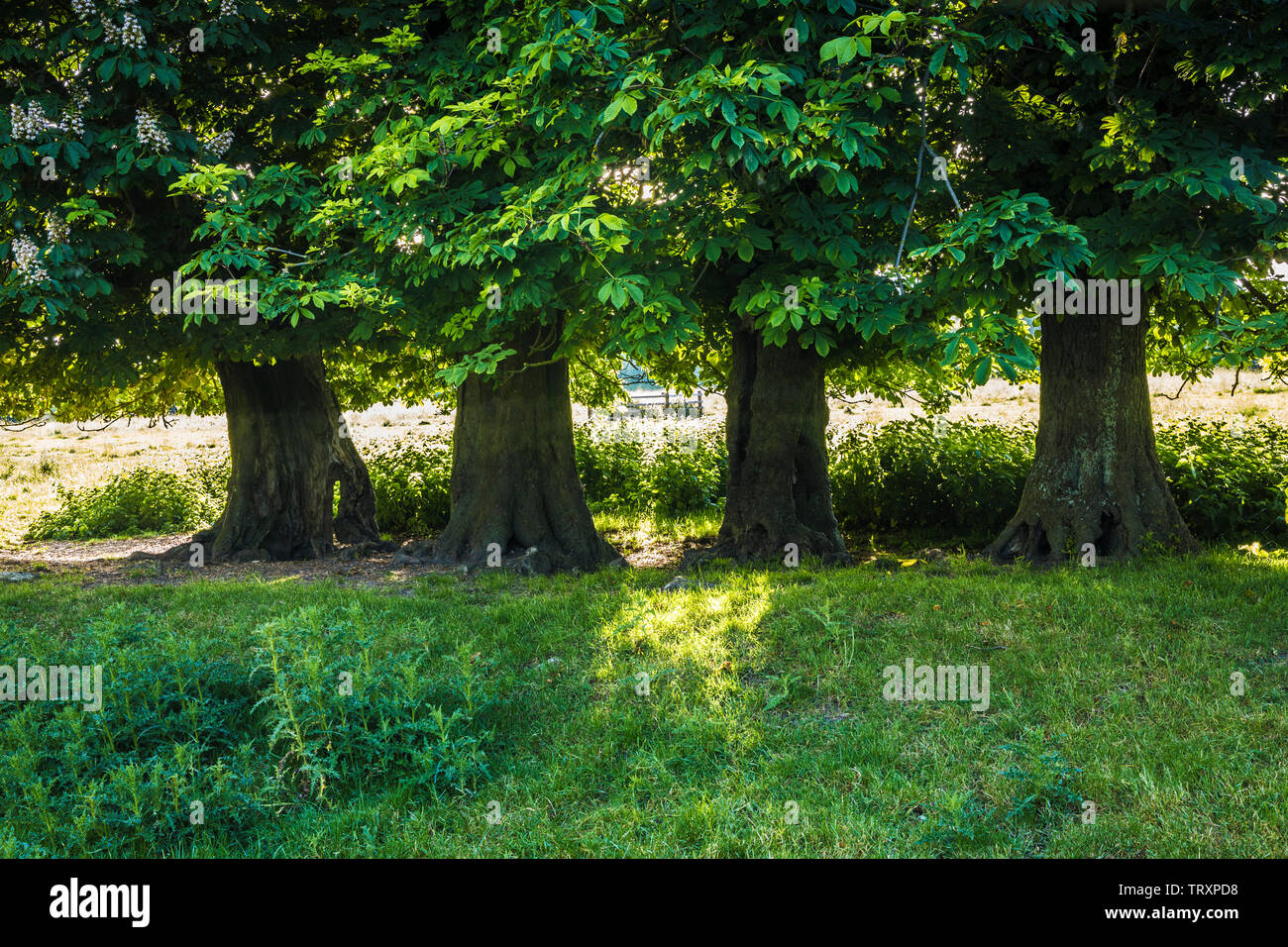 Vier Rosskastanie (Aesculus hippocastanum) in einem Feld in einem frühen Sommer. Stockfoto