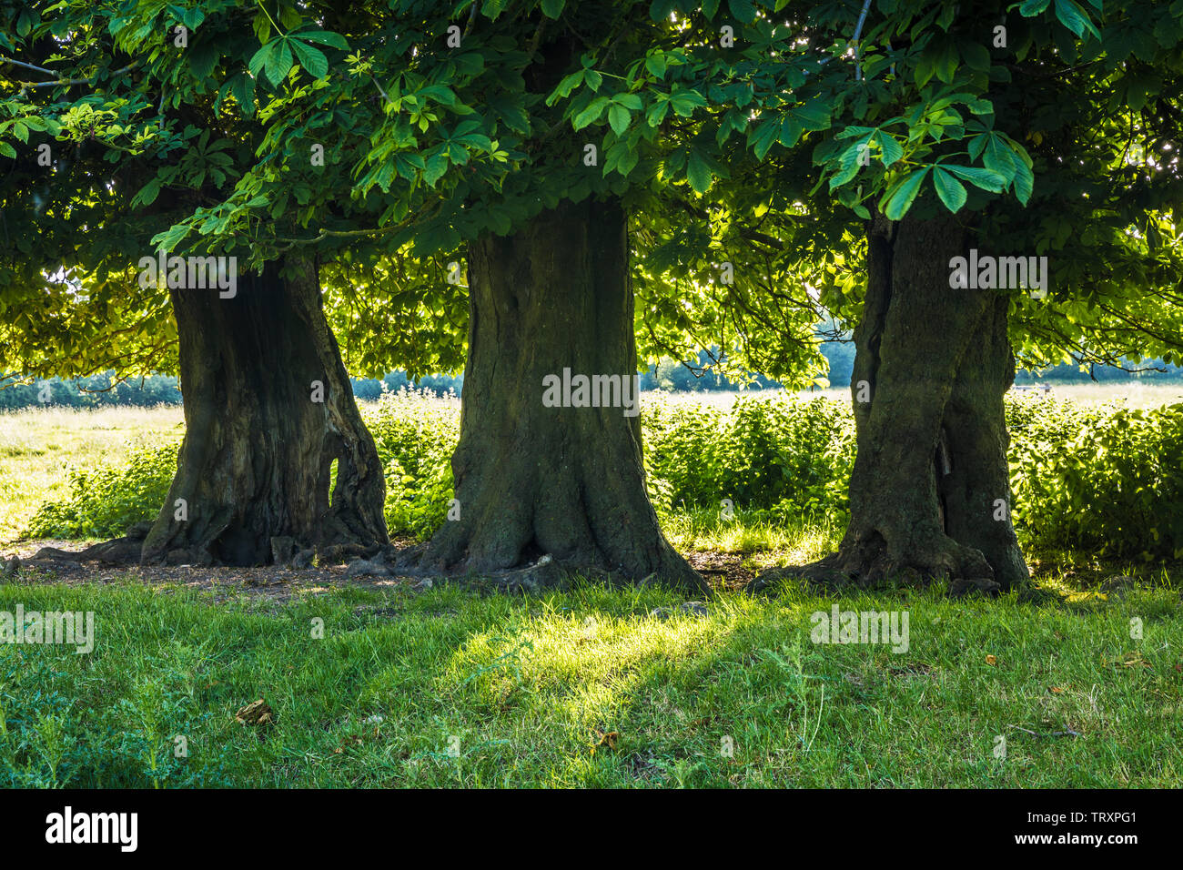 Drei Bäume die Rosskastanie (Aesculus hippocastanum) in einem Feld in einem frühen Sommer. Stockfoto