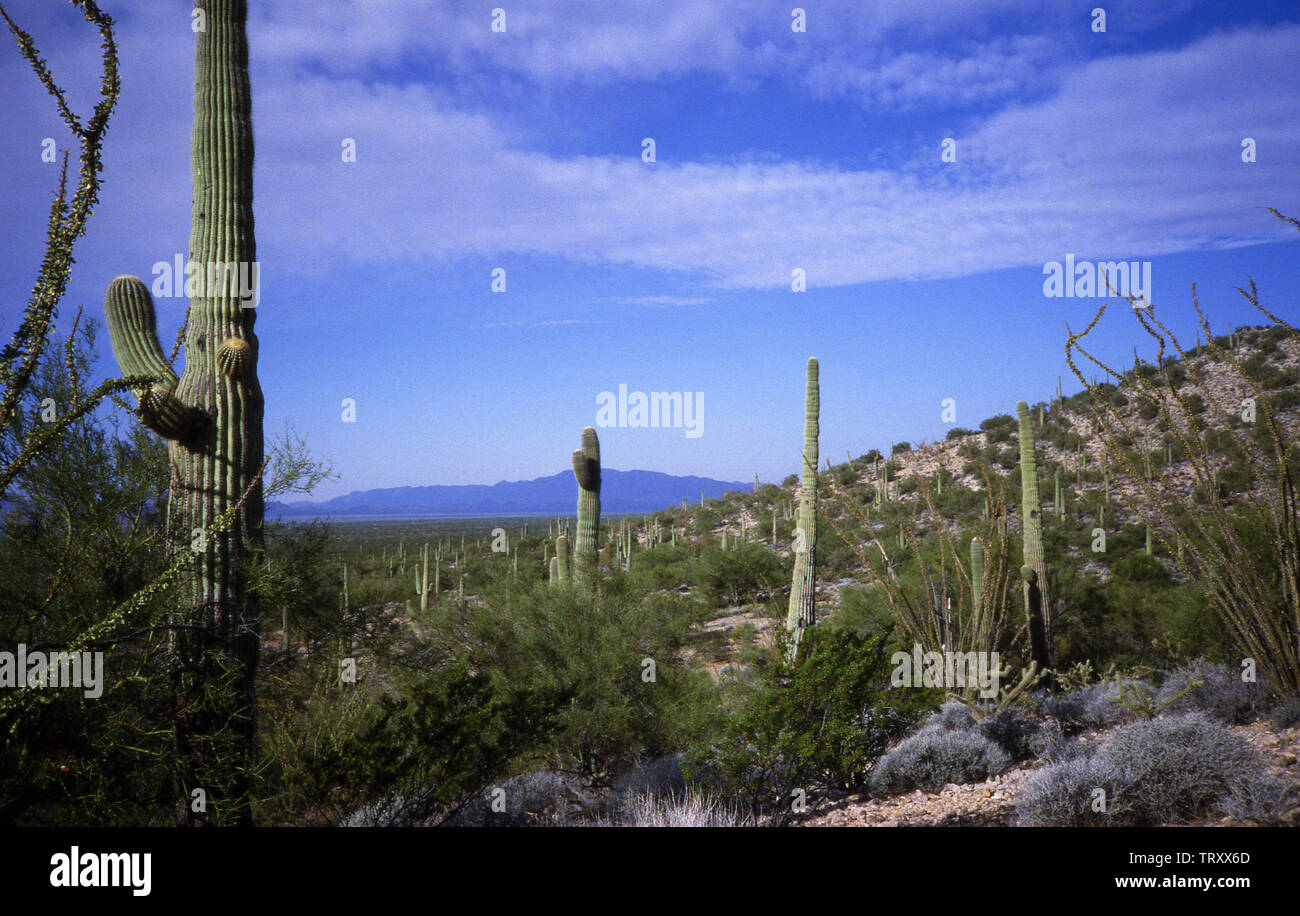 Arizona Wüste mit Saguaro Kaktus Stockfoto