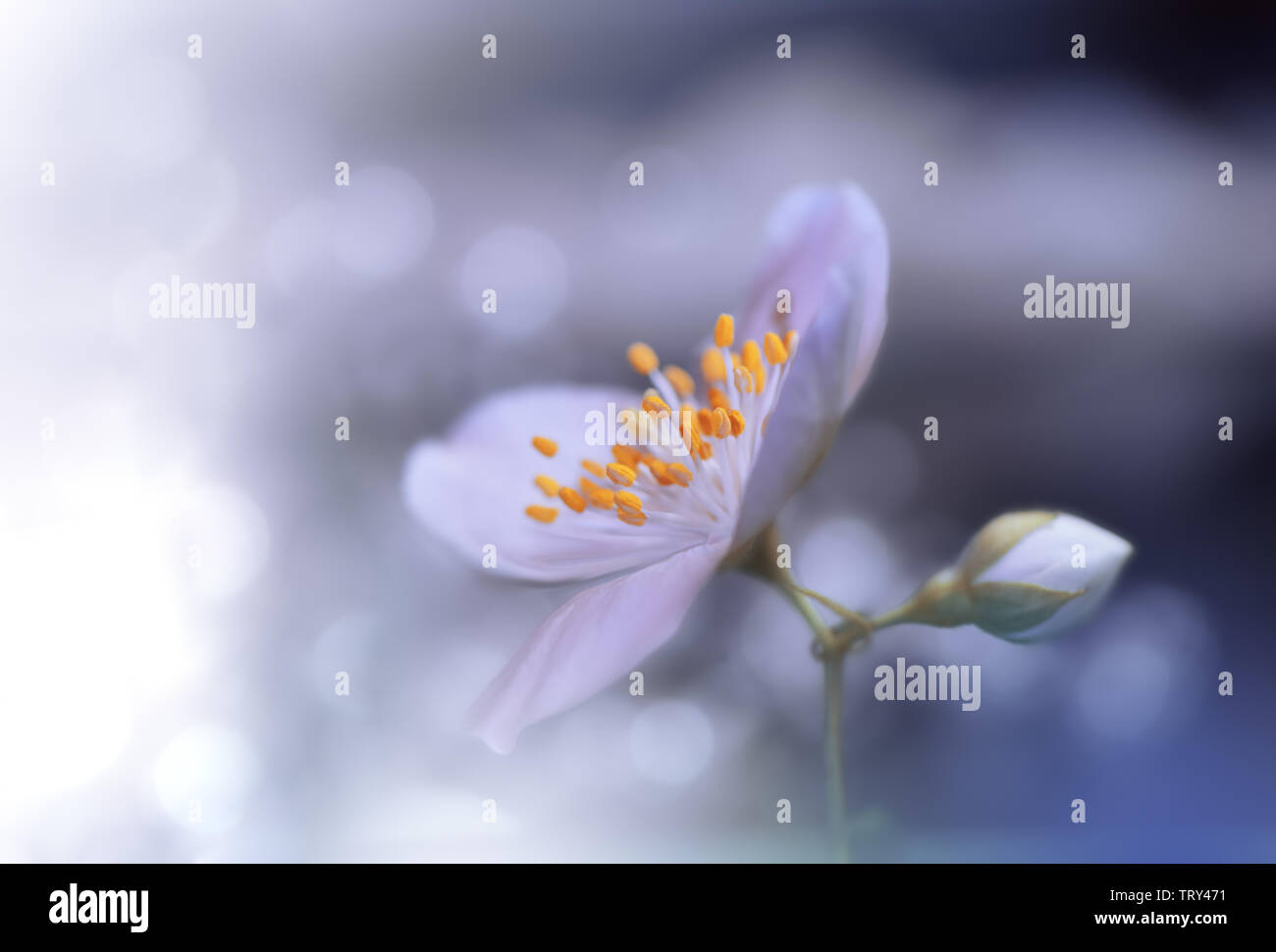 Wunderschöne Natur Hintergrund. Farbenfrohe künstlerische Tapete. abstrakten Makro Fotografie. Kreative Floristik Design. Weiß. Jasmin Blume. Kopieren. Stockfoto