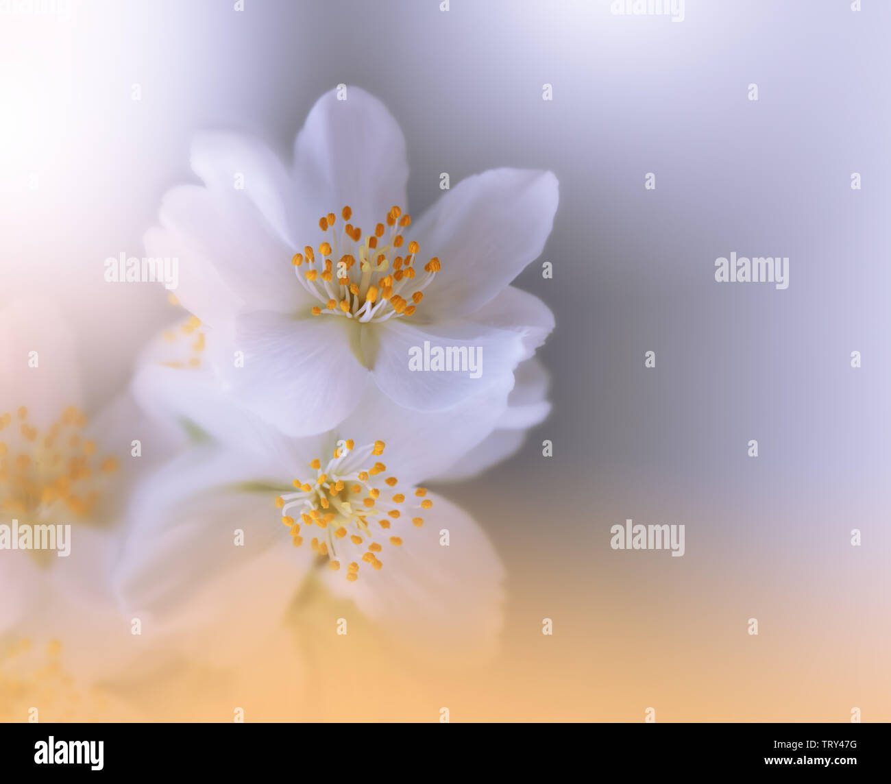 Wunderschöne Natur Hintergrund. Farbenfrohe künstlerische Tapete. abstrakten Makro Fotografie. Kreative Floristik Design. Weiß. Jasmin Blume. Kopieren. Stockfoto