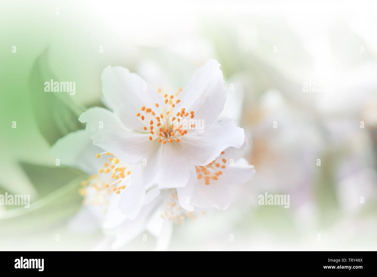Wunderschöne Natur Hintergrund. Farbenfrohe künstlerische Tapete. abstrakten Makro Fotografie. Kreative Floristik Design. Weiß. Jasmin Blume. Kopieren. Stockfoto