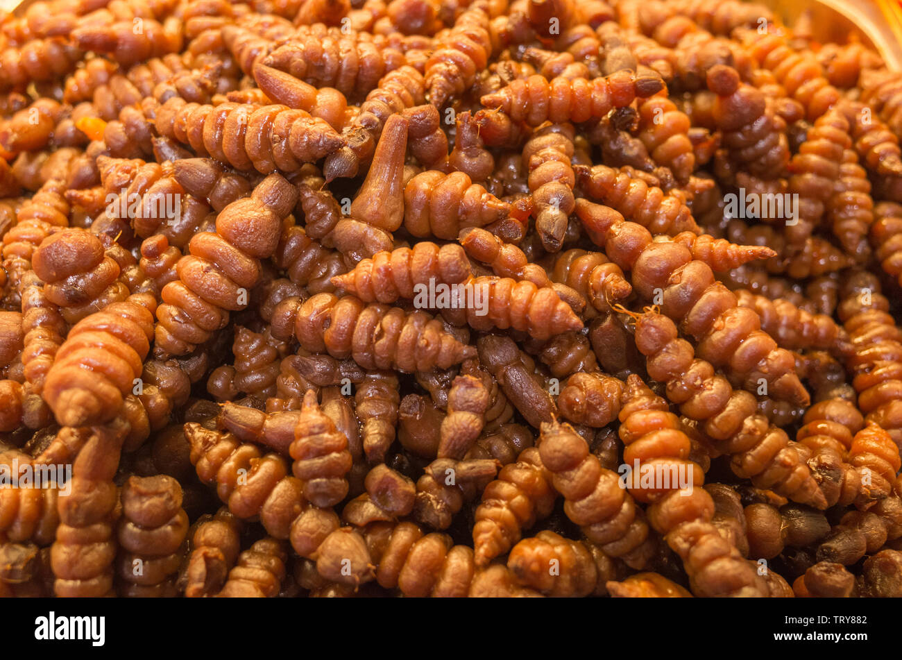 Kuerbis Stockfoto