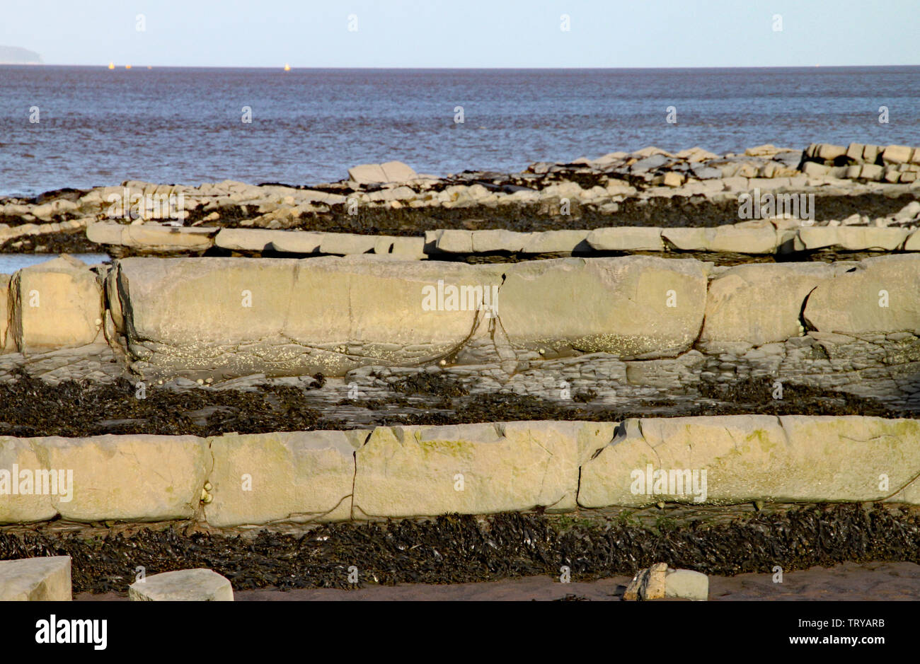 East Quantoxhead Strand, Somerset. Karrenfelder von der Jurazeit Ära sind ein Paradies für fossile Jäger. Ammoniten und Reptil bleibt im Überfluss Stockfoto