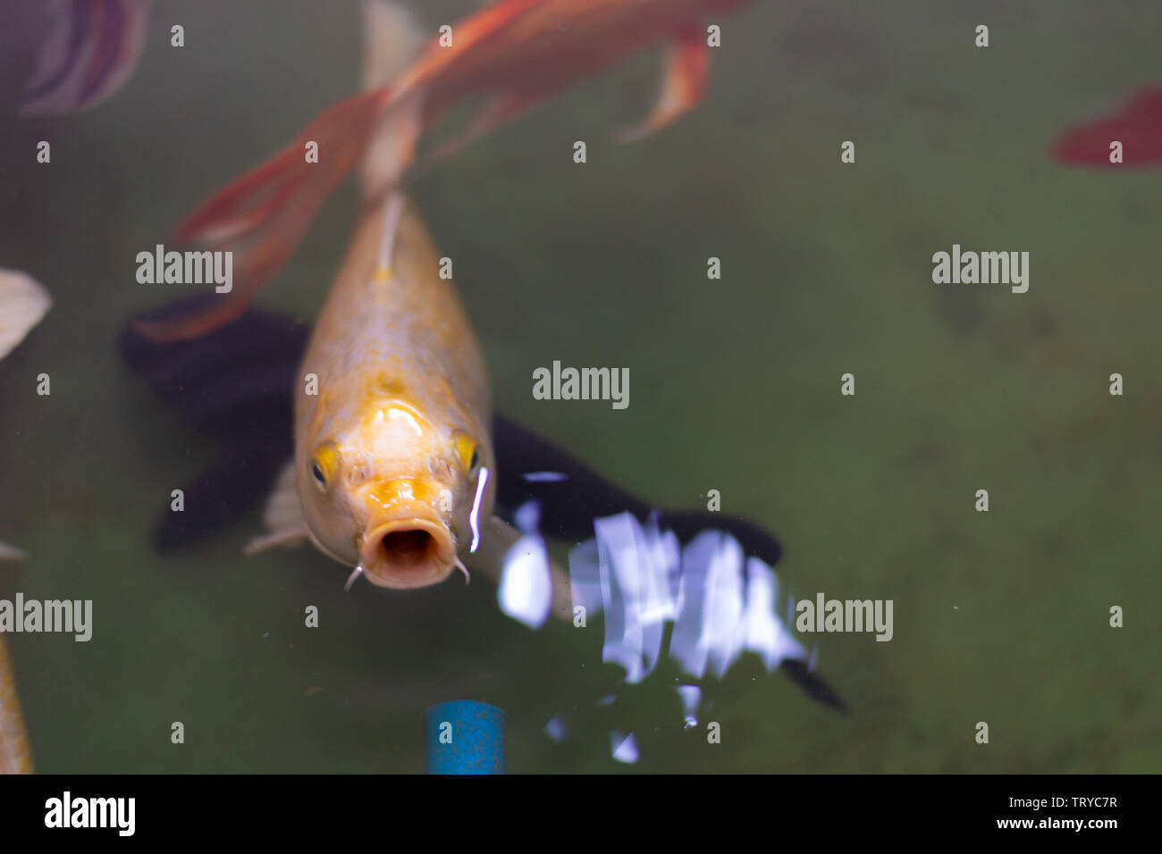 Koi karpfen im aquarium Fotos und Bildmaterial in hoher Auflösung Alamy