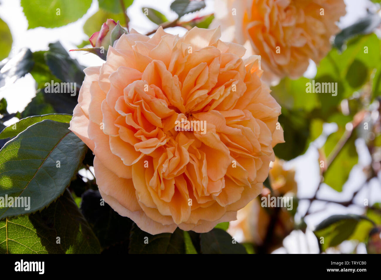 Rose Kronprinzessin Margareta Stockfoto