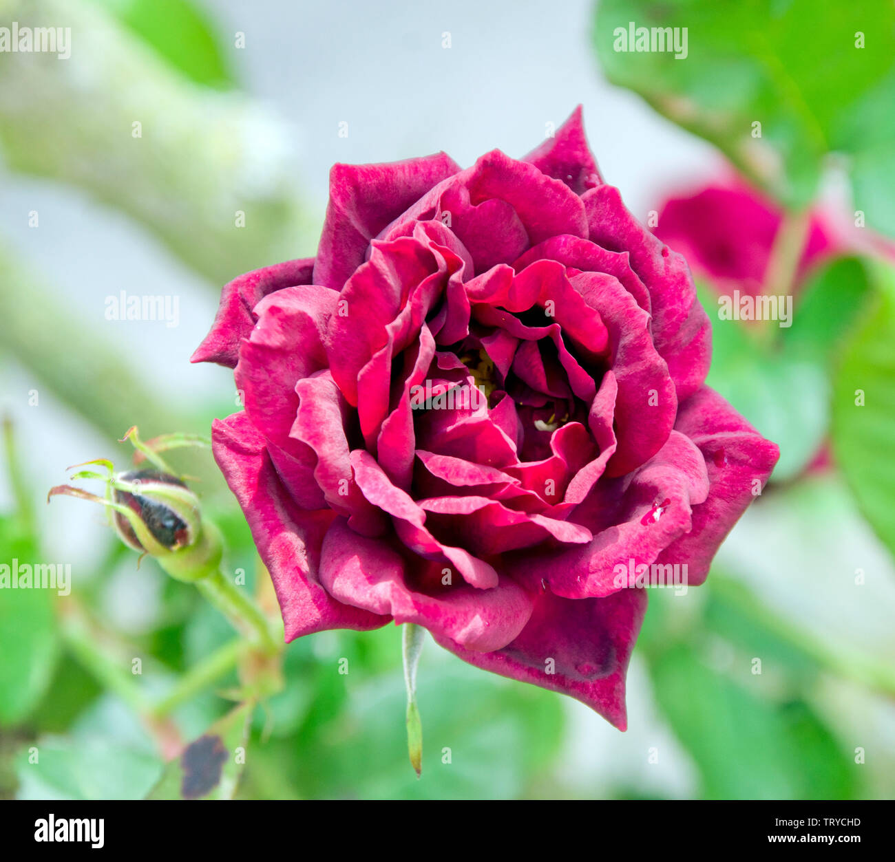 Rose Burgundy Rambler Stockfoto