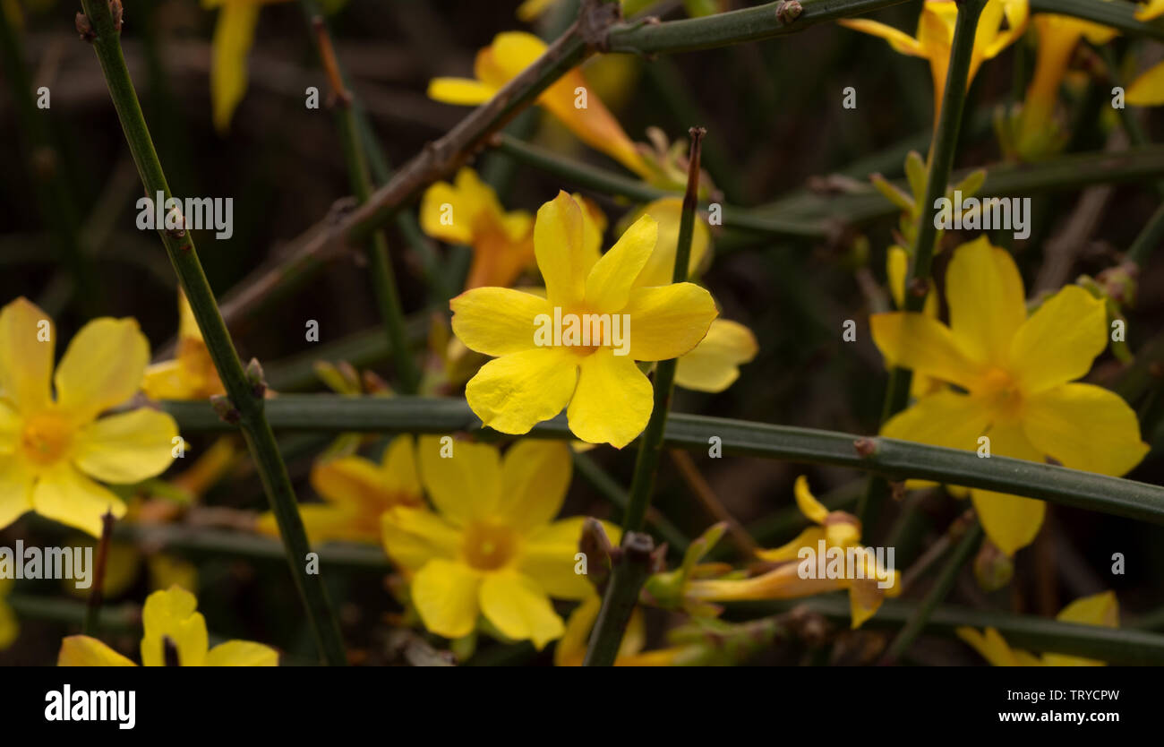 Schönen blühenden Frühlingstagundnachtgleiche kleine gelbe Blume Hintergrund Material, große Vitalität Stockfoto