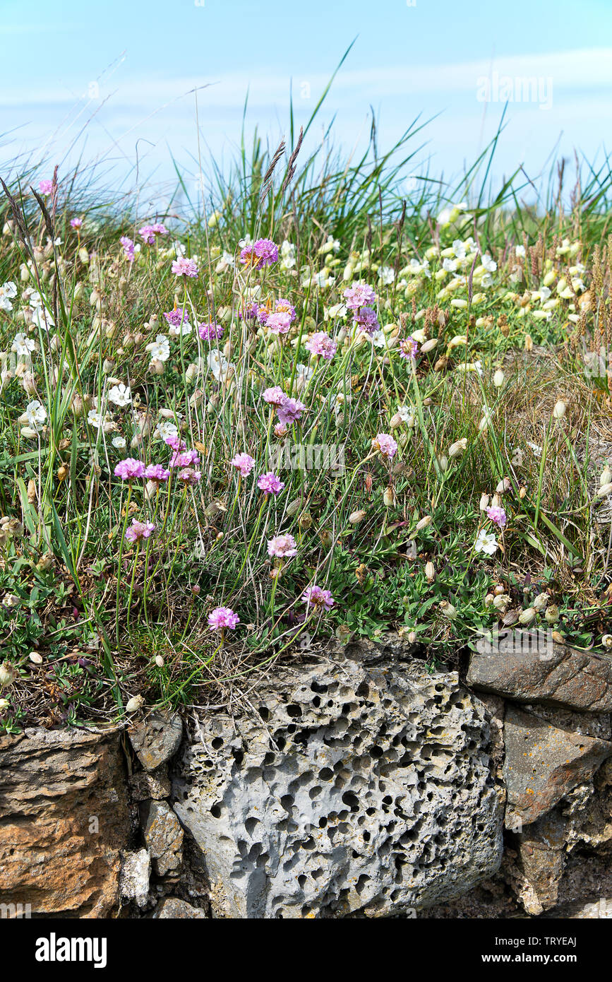 Cluster von Seepfeifchen oder Thrift und White Wild Campion Blumen auf einer Bank und Wand auf Holy Island Northumberland England Vereinigtes Königreich Großbritannien Stockfoto
