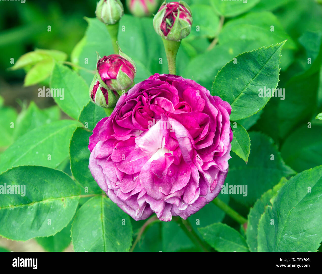 Rose Reine des Violettes Stockfoto