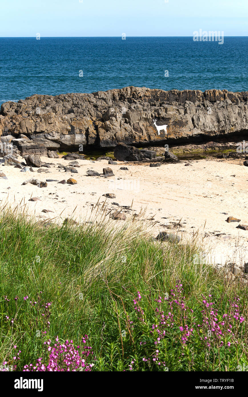 Die schöne Dolerit Sandstein Hirsch Felsen in der Nähe des Wynding an der Küste in der Nähe von Bamburgh Northumberland, England Vereinigtes Königreich Großbritannien Stockfoto