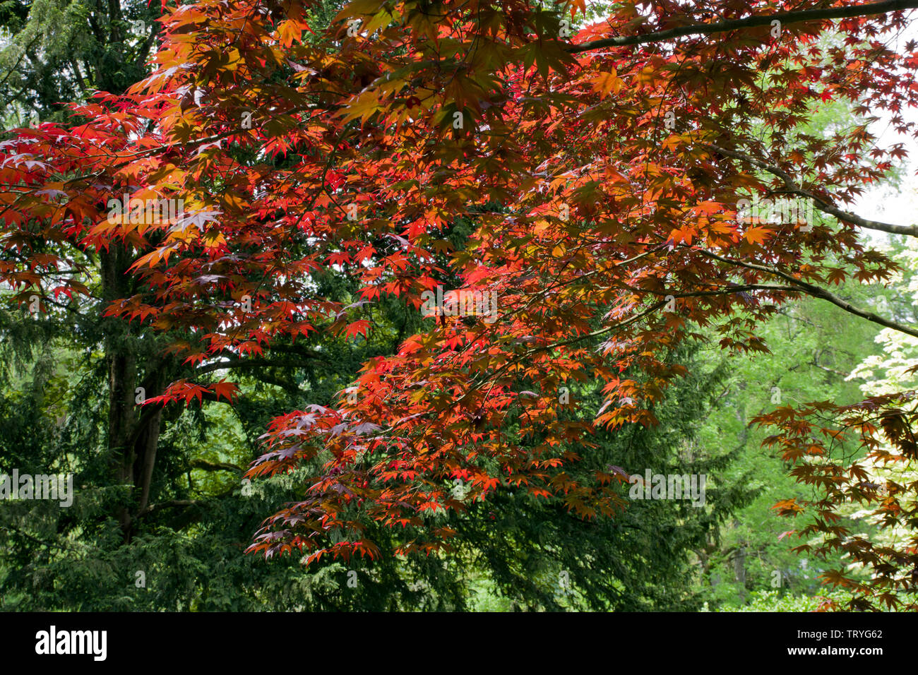 Acer Bloodgood Amoenum, Stockfoto