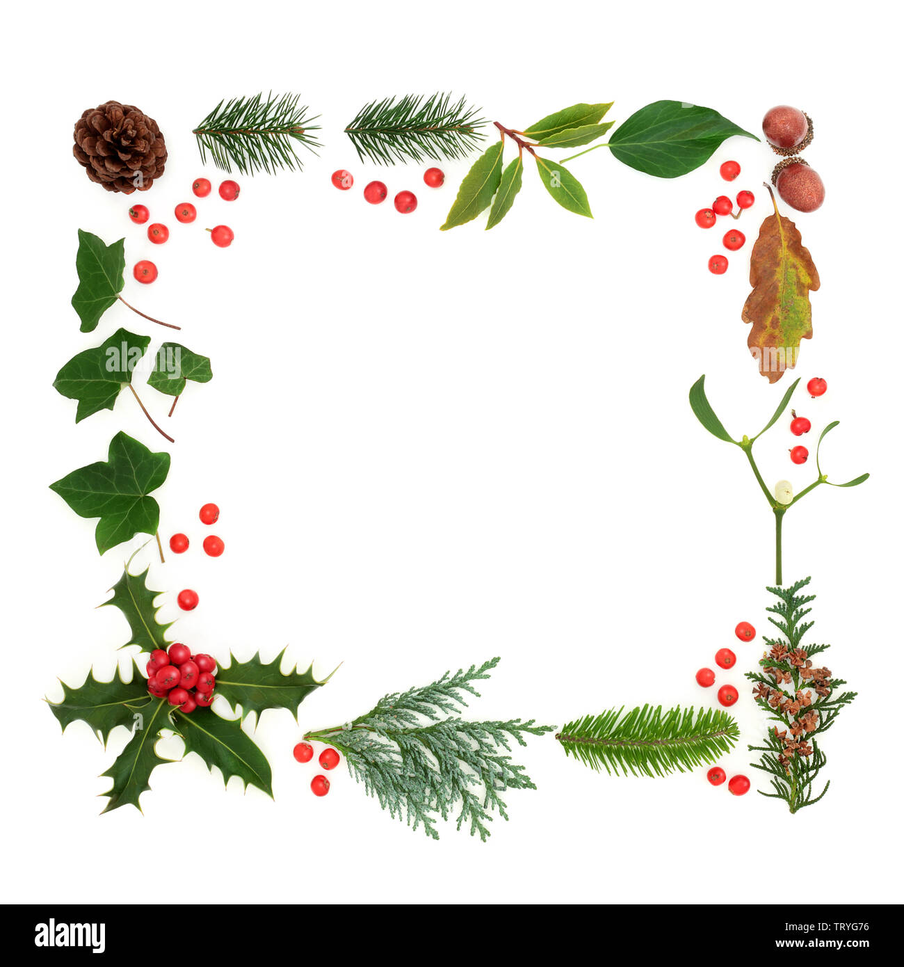 Winter und Flora & Fauna mit Losen roten Stechpalme Beeren bilden ein Quadrat auf weißem Hintergrund Grenze. Traditionelle natürliche Symbole für die Wintersaison. Stockfoto