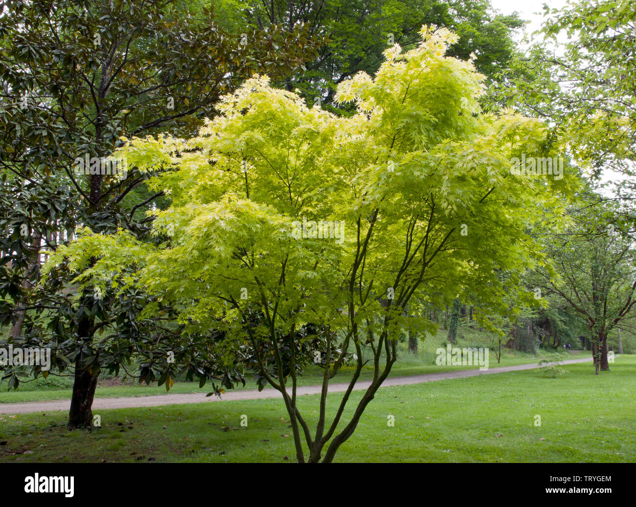 Acer palmatum Orage Traum Stockfoto