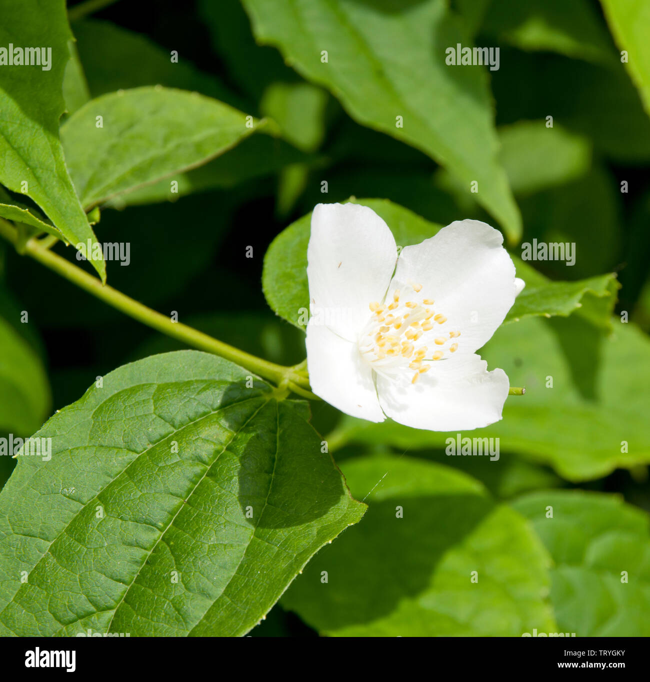 Cornus alba 'Sibirica coronarius Seringat Stockfoto