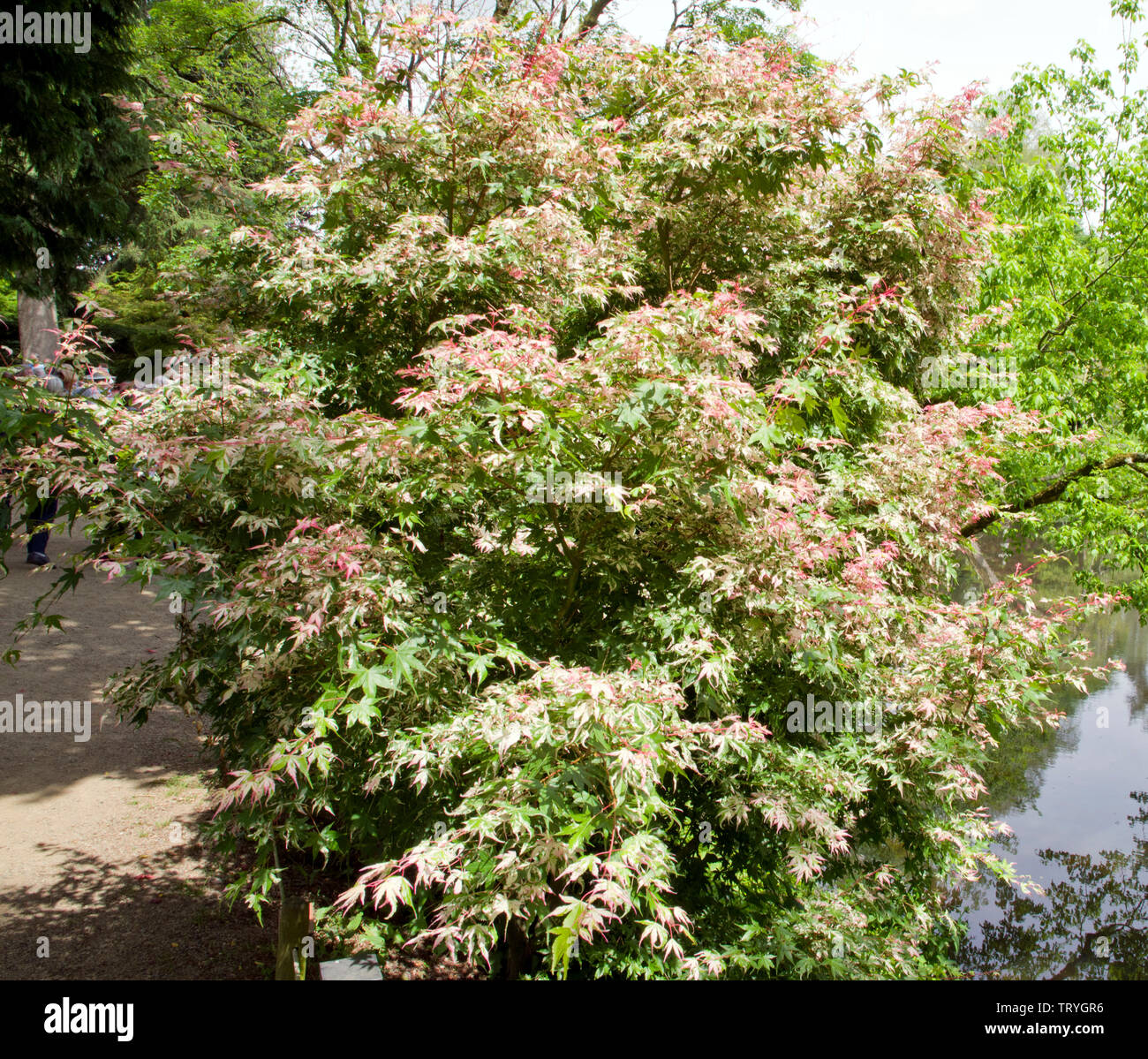 Acer palmatum 'Versicolor' Stockfoto