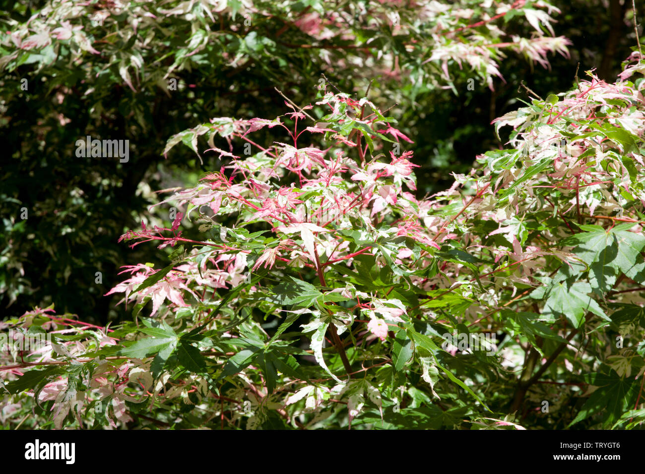 Acer palmatum 'Versicolor' Stockfoto