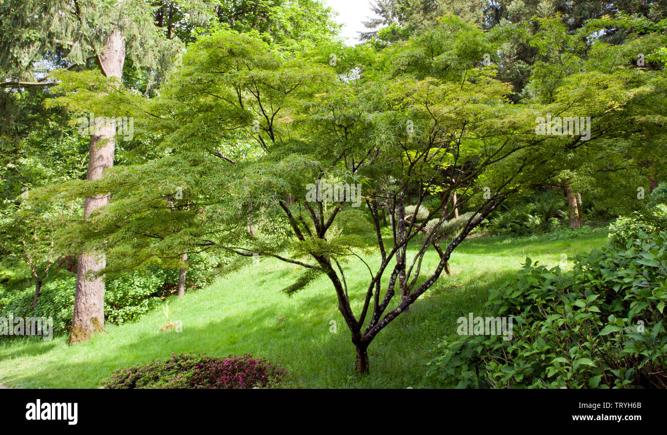 Acer amoenum linearilobum Stockfoto