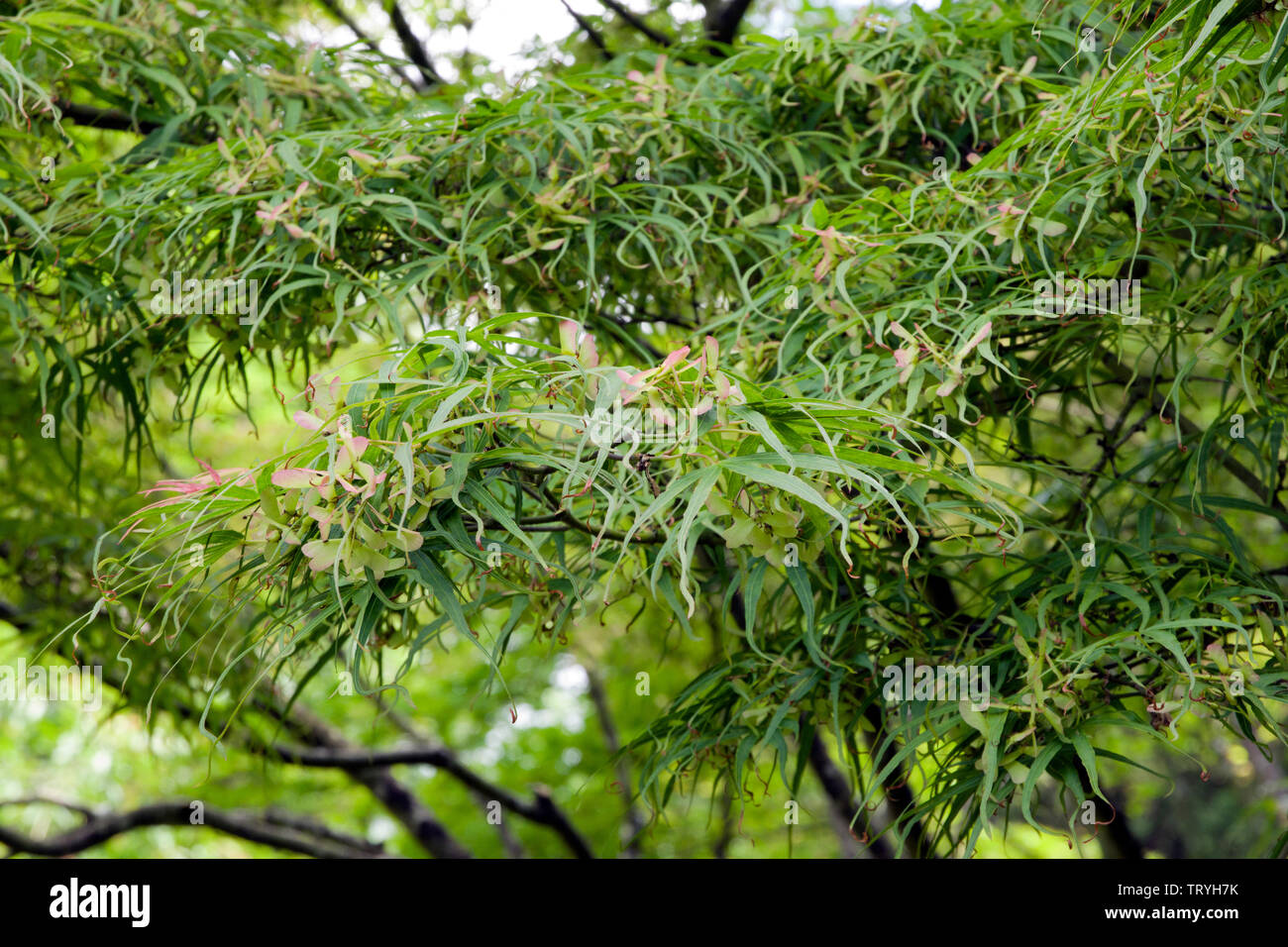 Acer amoenum linearilobum Stockfoto