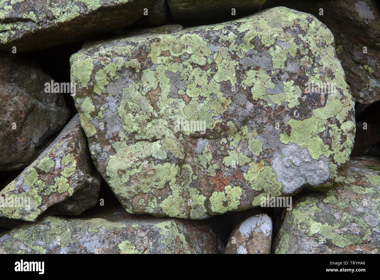 Flechten auf trockenmauern Wand im Lake District, England Stockfoto