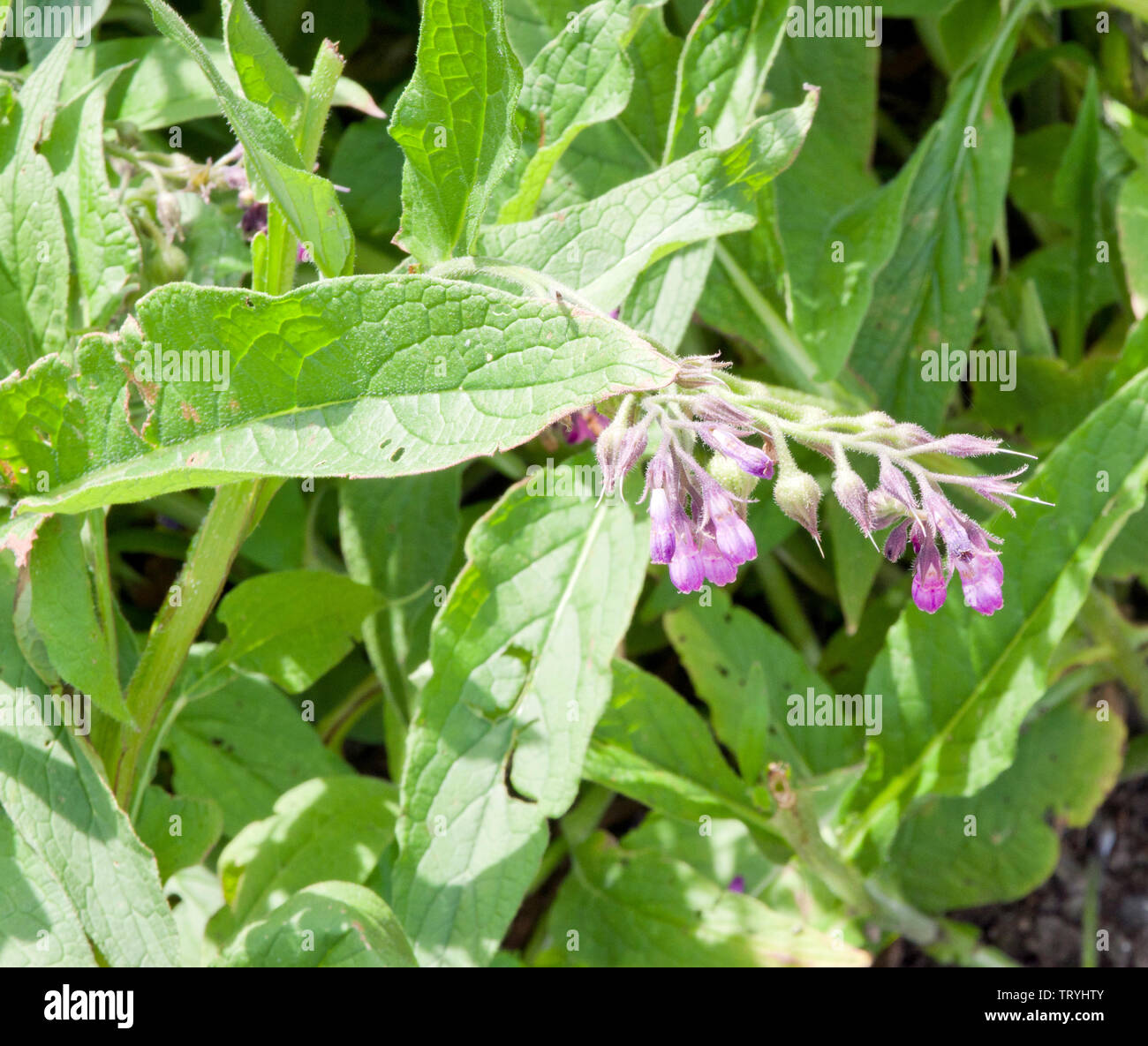 Symphytum officinale 'Purpureum'. Stockfoto