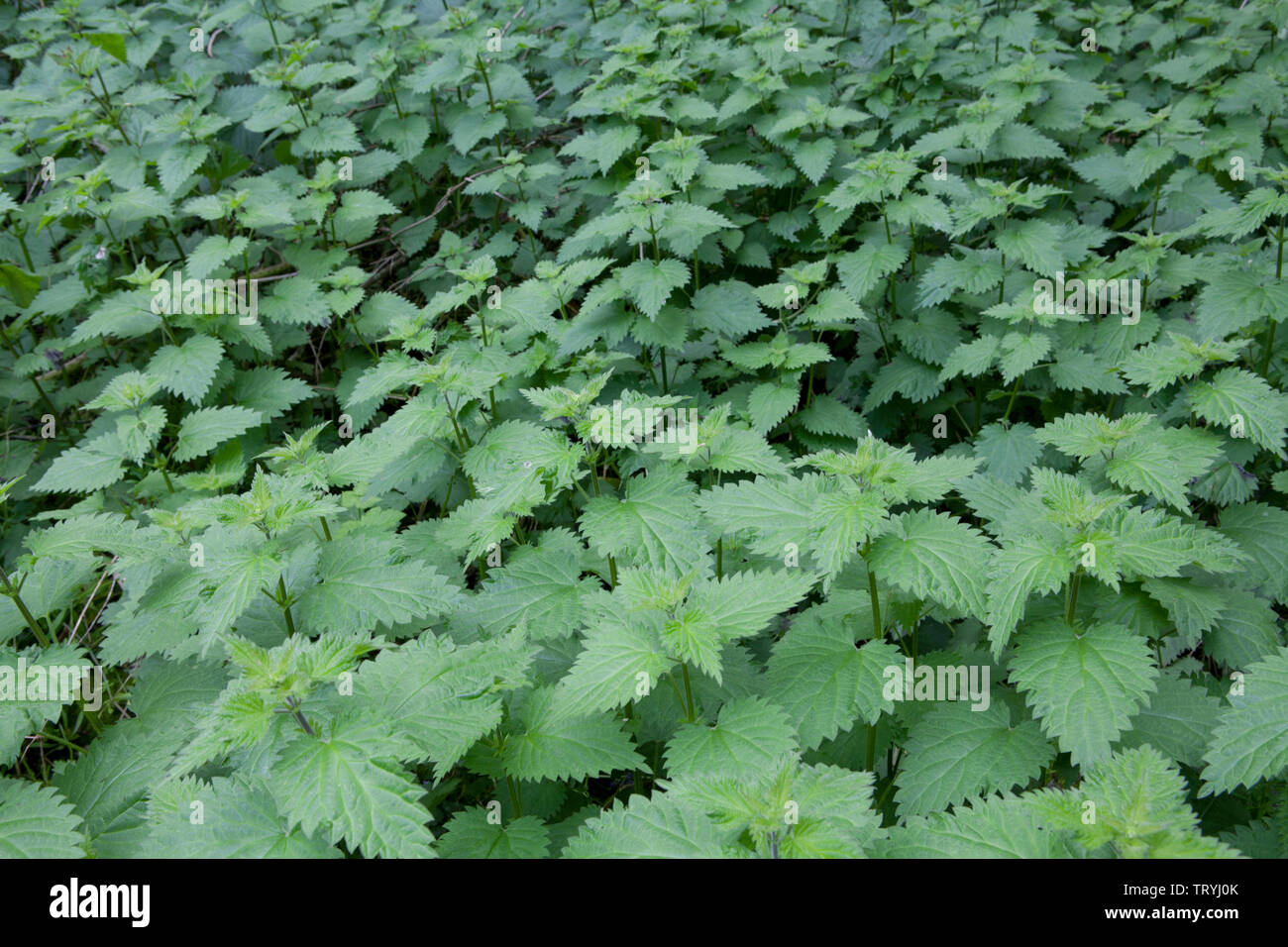 Ein Patch von gemeinsamem oder Brennessel (Urtica dioica) wächst in einem Waldgebiet an der Küste von Norfolk in England Stockfoto