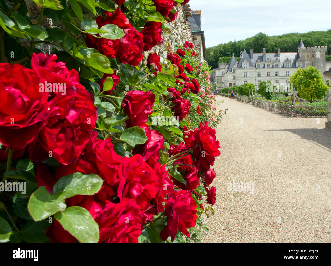 Rote Rosen im Chateau Villandry Stockfoto