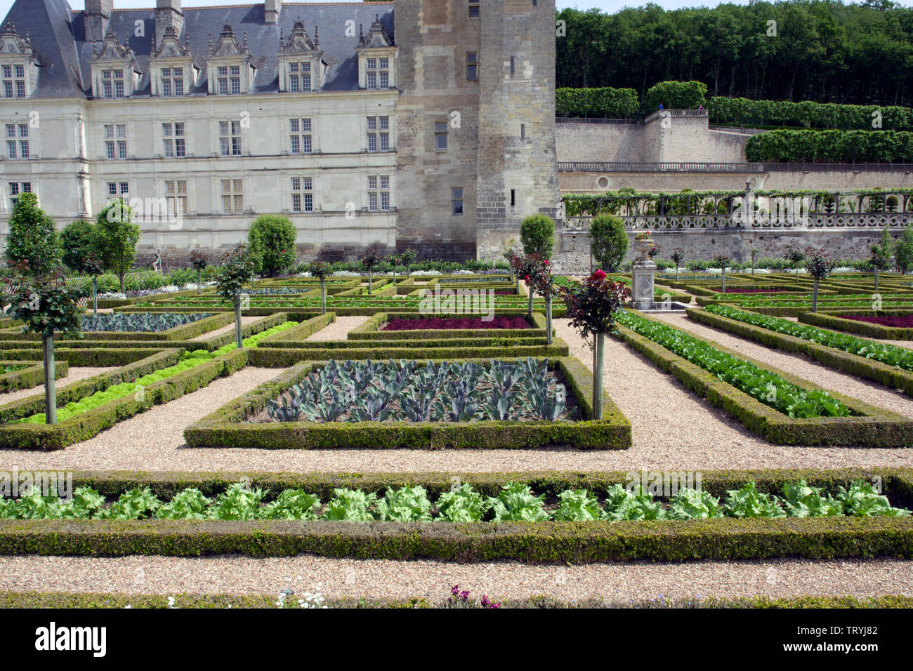 Der Gemüsegarten im Chateau Villandry Stockfoto