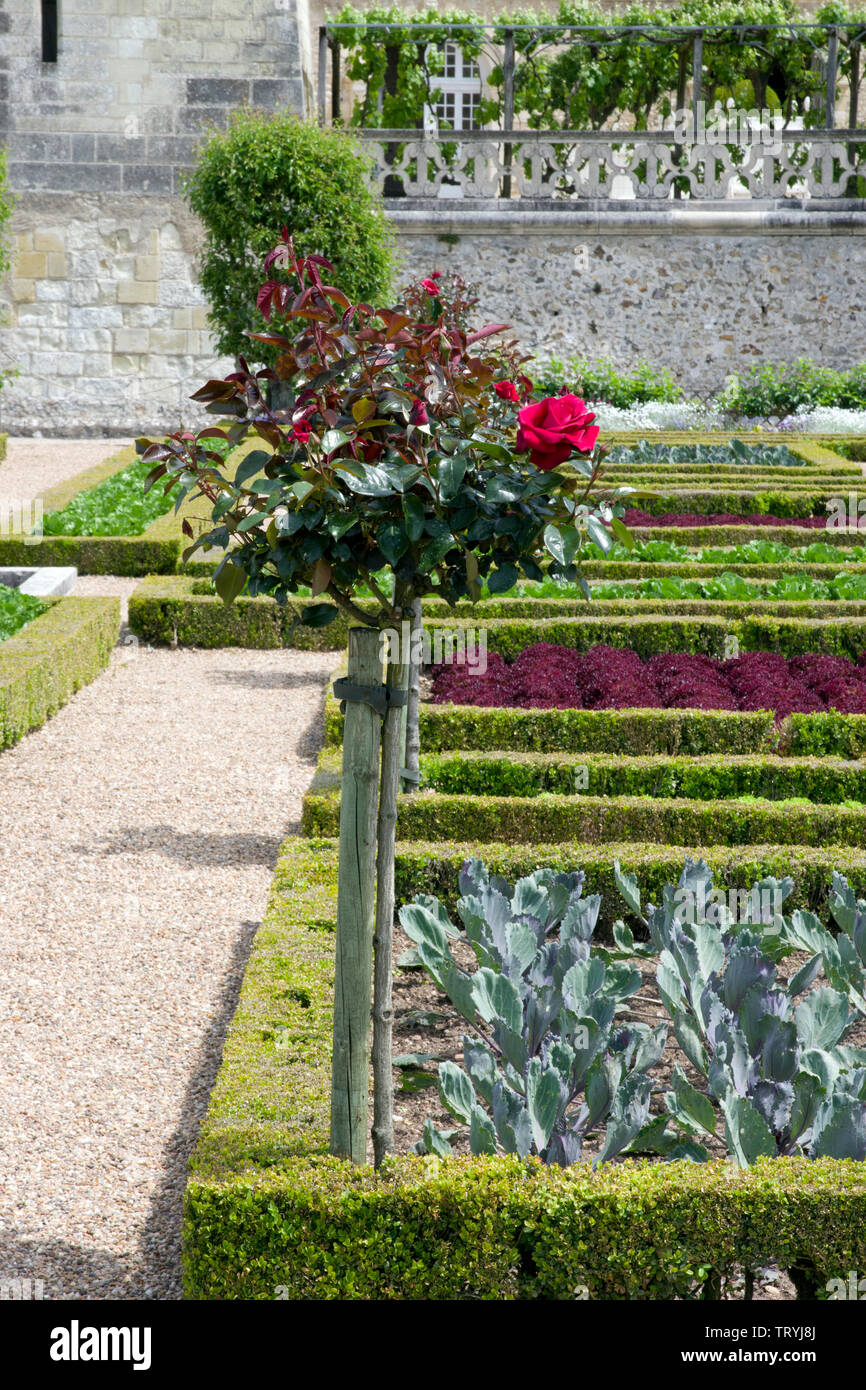 Rose Le Grand Huit im Chateau Villandry Stockfoto