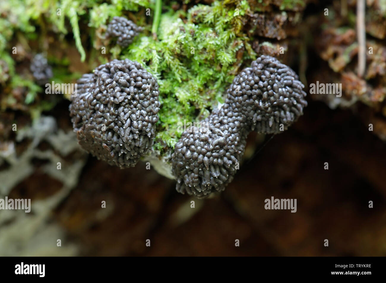 Himbeere Schleimpilze, Tubifera ferruginosa Stockfoto