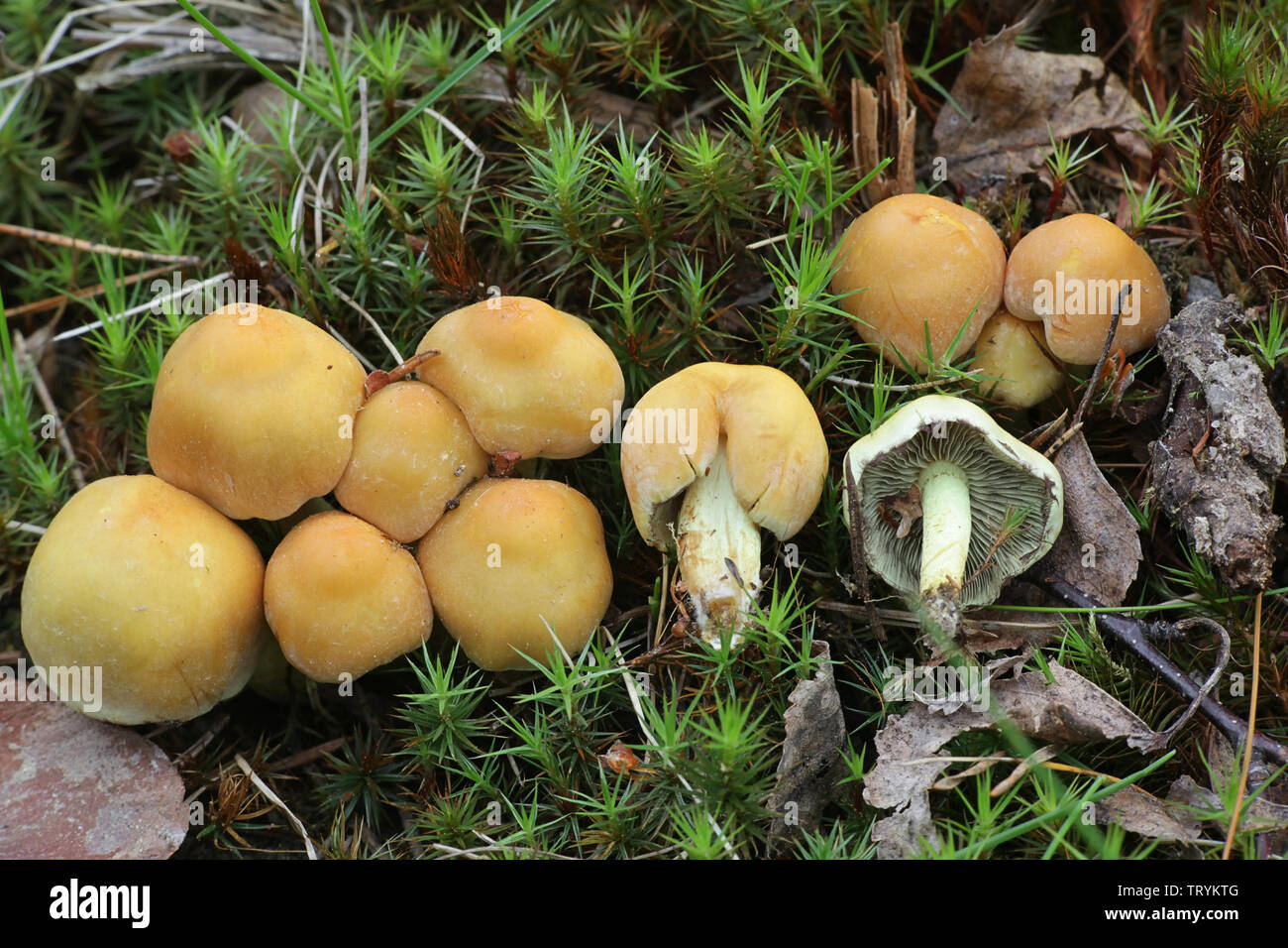 Hypholoma capnoides, als Nadelbaum Büschel Pilz bekannt, eine wilde essbare Pilze aus Finnland Stockfoto
