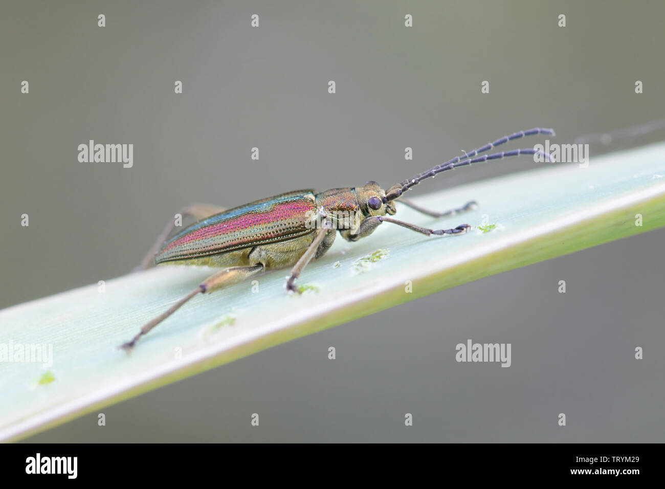 Cygnus olor Aquatica, wie die ZIRCON bekannt Reed Käfer Stockfoto