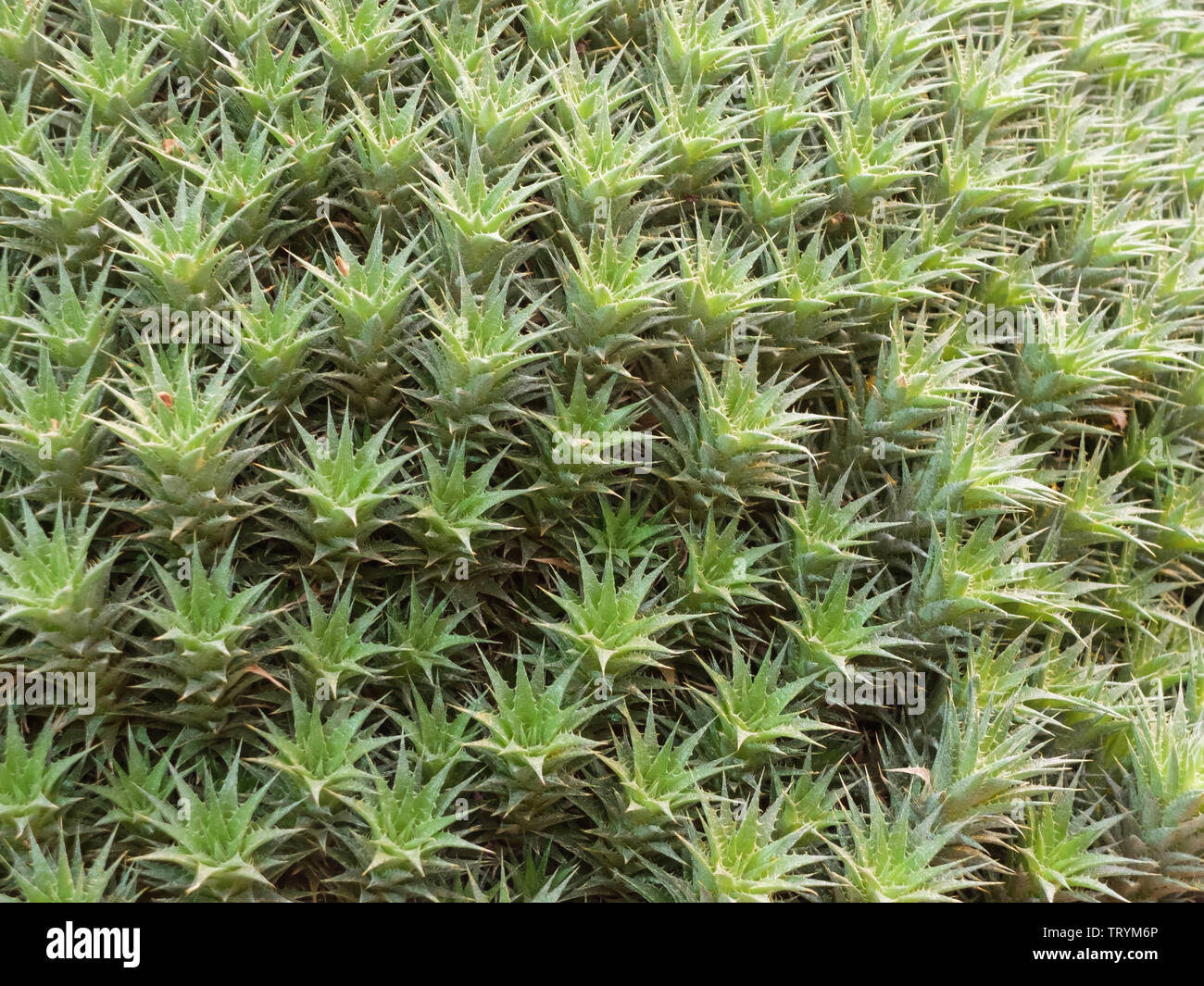 korallen wolfsmilch kaktus Korallen-Wolfsmilch 'Cristata' - Euphorbia lactea cristata main image 1