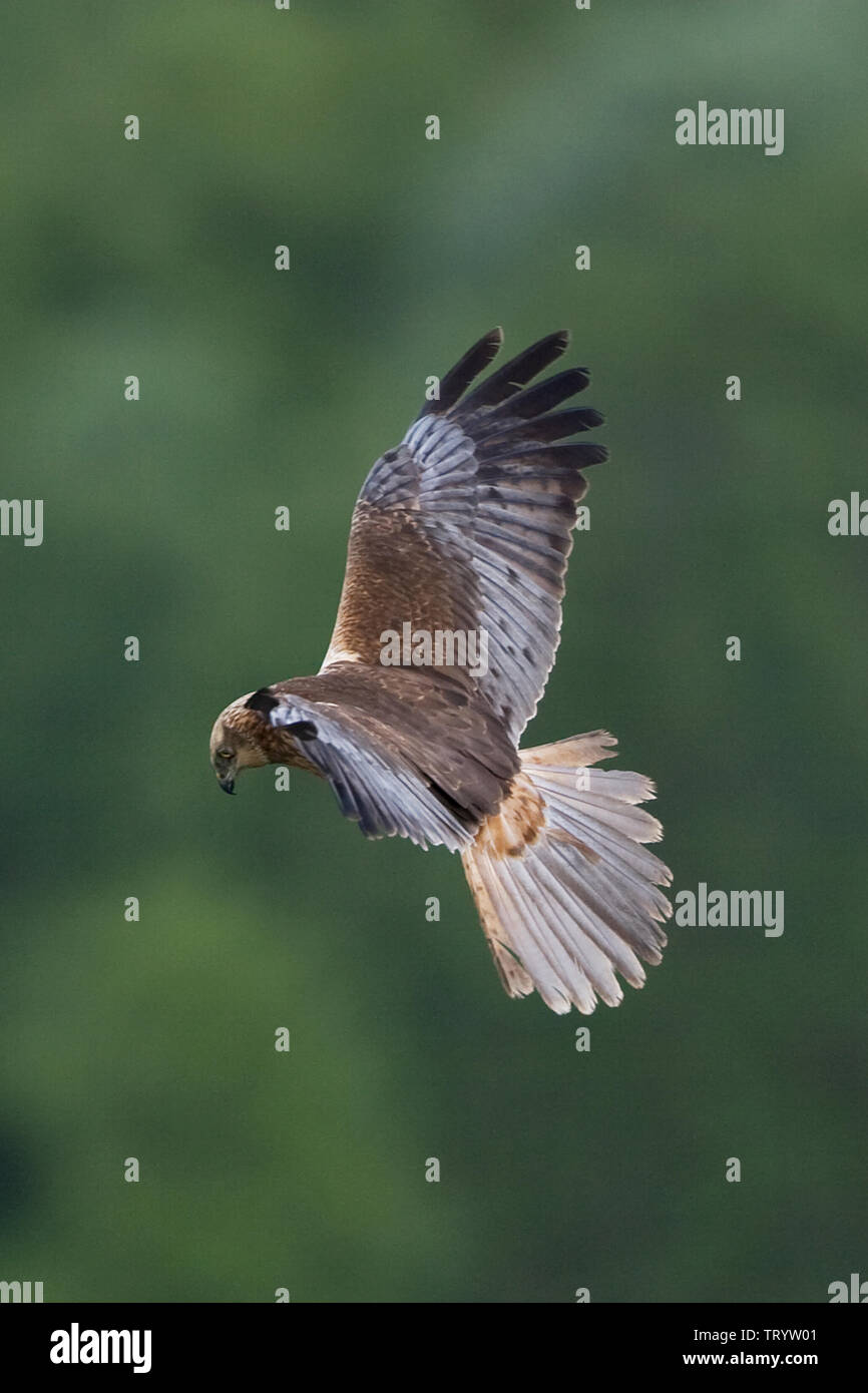 Rohrweihe (Circus Aeruginosus) Stockfoto