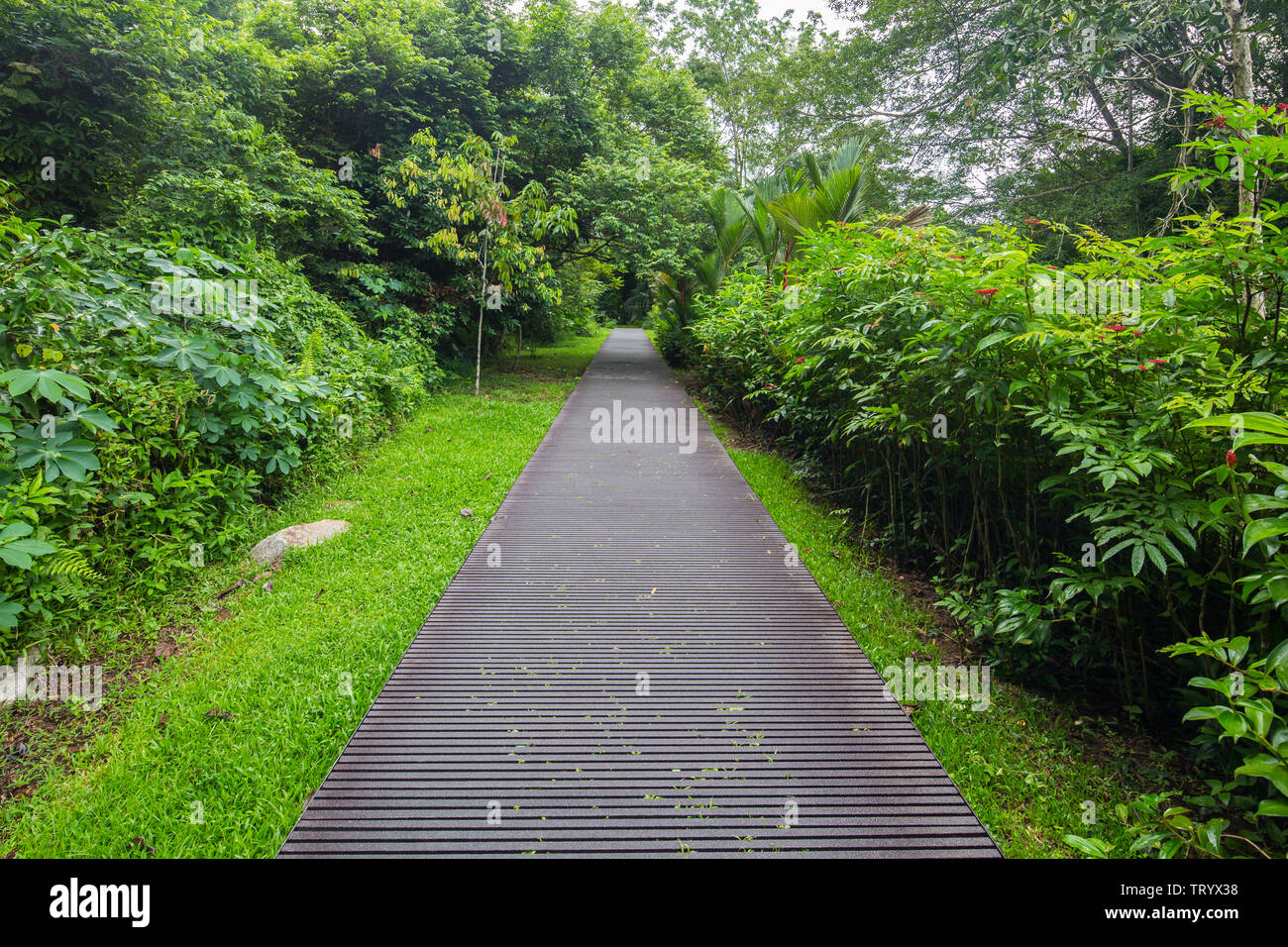 Der Weg in Windsor Naturpark für Touristen gebaut, langsame Fahrt zu genießen, Singapur Stockfoto