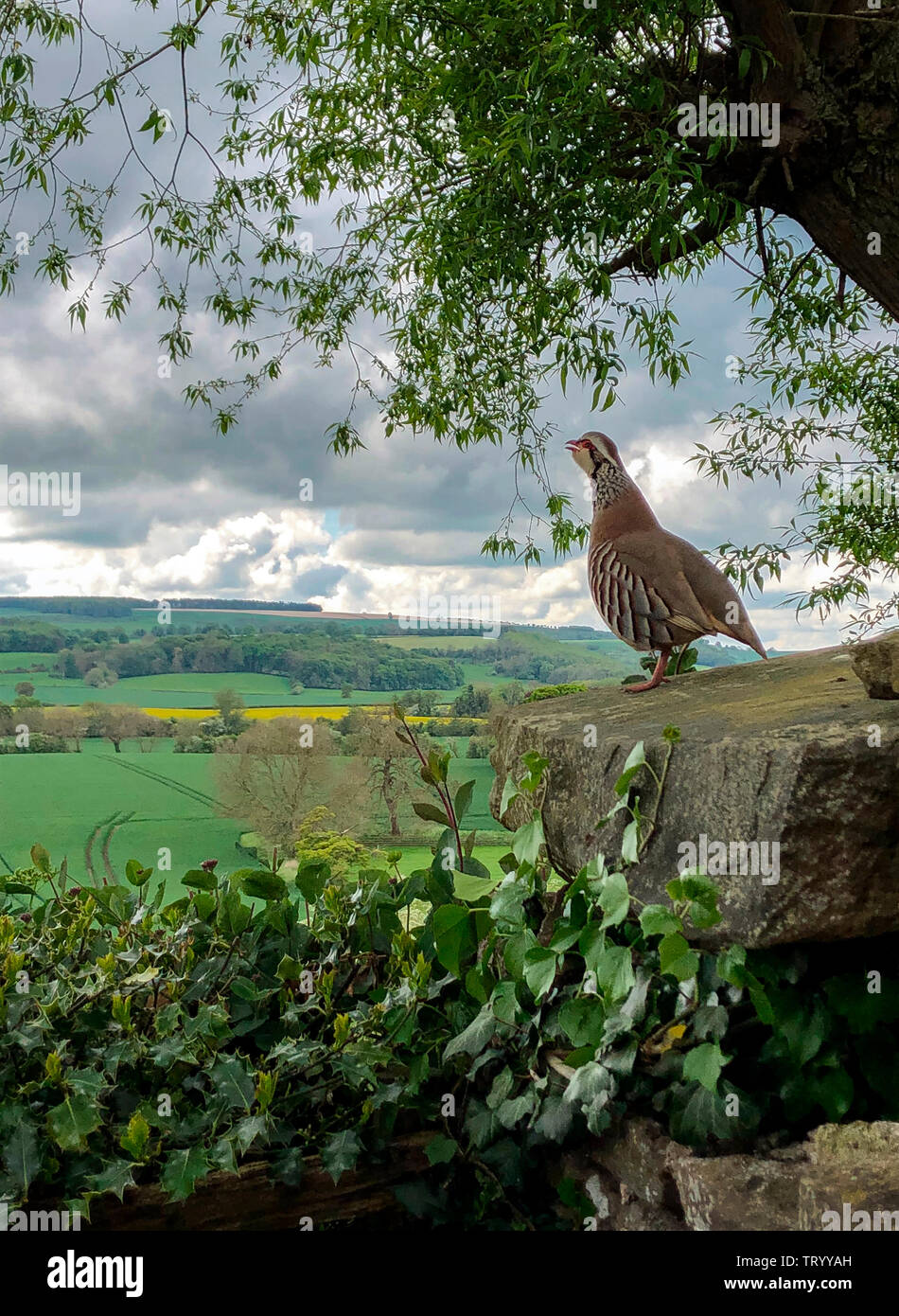 Red-legged Partridge (alectoris Rufa) oder Französischen Rebhuhn - ein gamebird in den Fasan Familie Phasianidae. North Yorkshire, England. Stockfoto