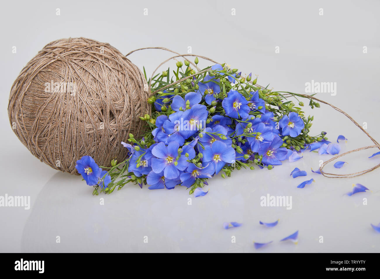 Blumenstrauß aus blauen Blumen Flachs und Leinen Gewinde Kugel auf einem weißen Hintergrund (Linum usitatissimum) gemeinsamen Namen: gemeinsame Flachs oder Lein. Nähe zu sehen. Stockfoto