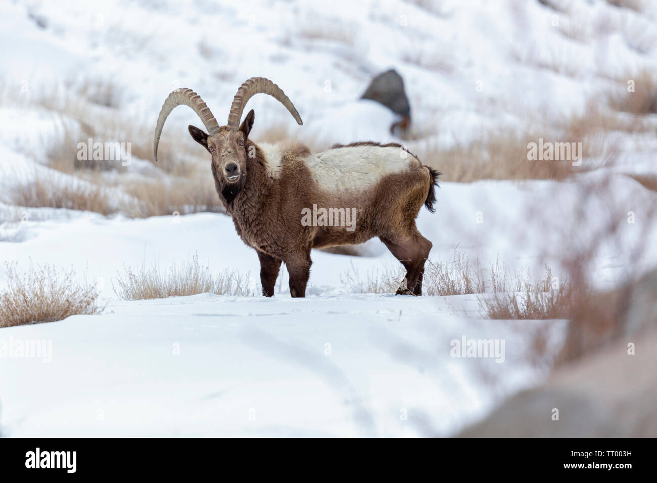 Himalaya oder Capra ibex Pumila hemalayanus in Ladakh Himalaya Indien während der Wintermonate Stockfoto