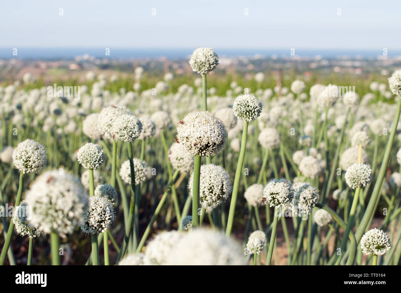 Weiß schöne große Zwiebel Blumen in Italien. Wir der adriatischen Küste an einem sonnigen Tag sehen können im Hintergrund. Stockfoto