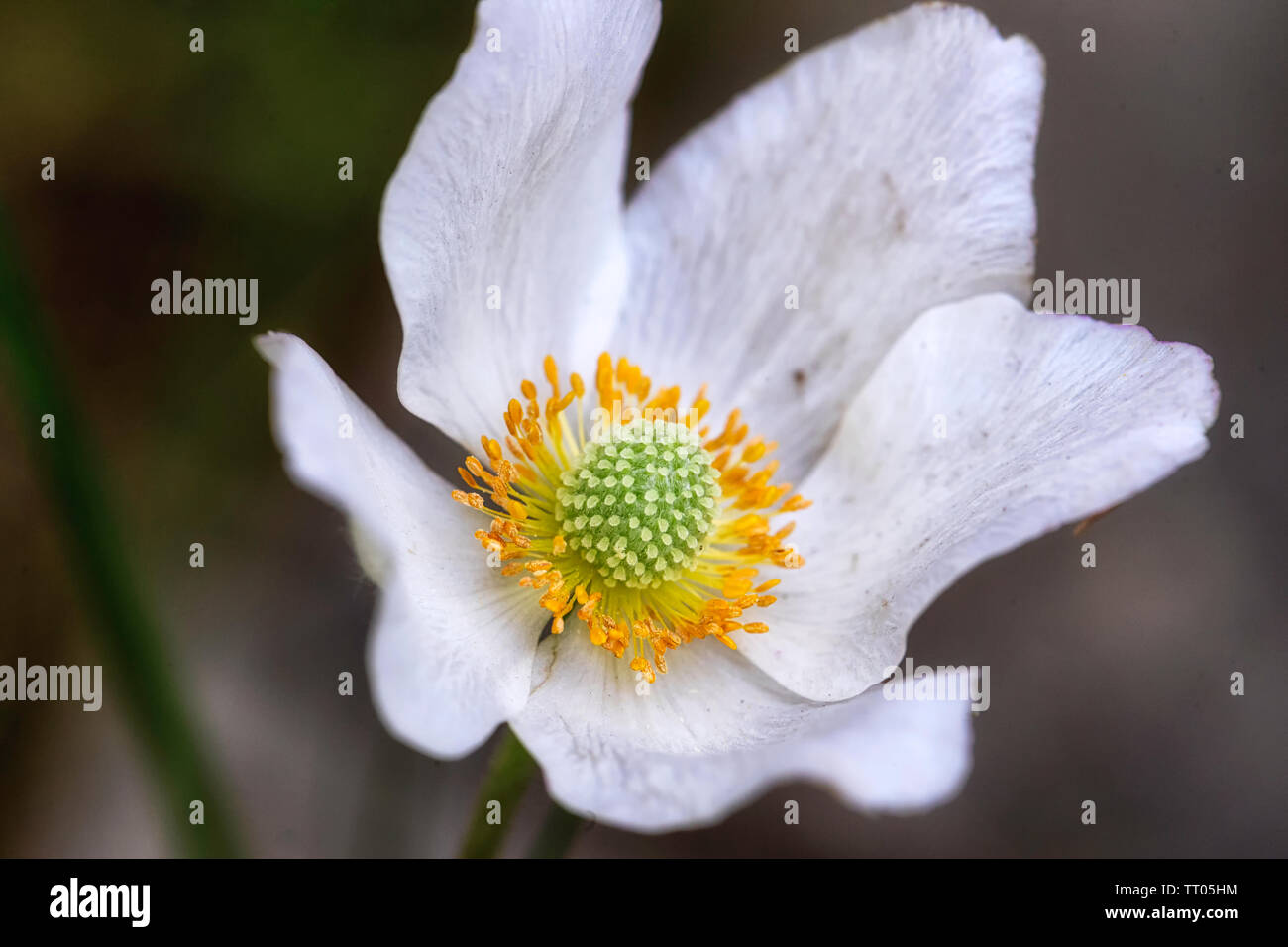 Nahaufnahme einer Snowdrop Anemone oder Anemone sylvestris Blume Stockfoto