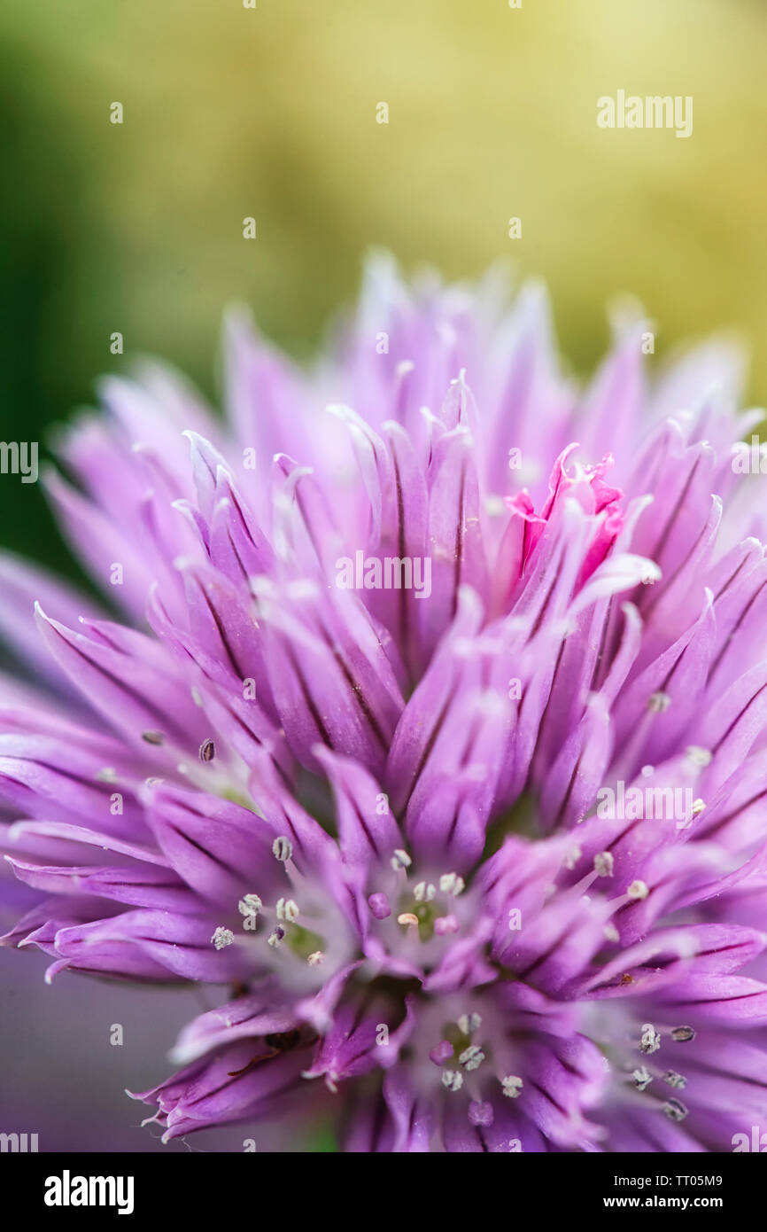 In der Nähe von Blüten von Schnittlauch. Allium schoenoprasum Stockfoto