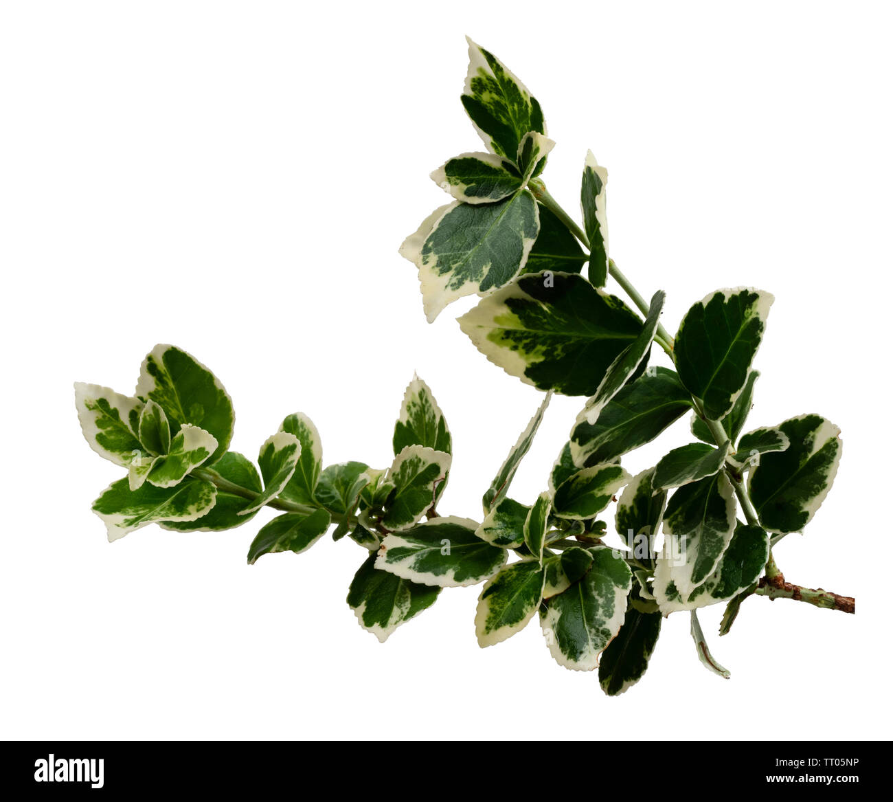 Bunte weiße und grüne Laub der Hardy Evergreen bittersüße Strauch, Euonymus undulata 'Emerald Gaiety', auf weissem isoliert Stockfoto