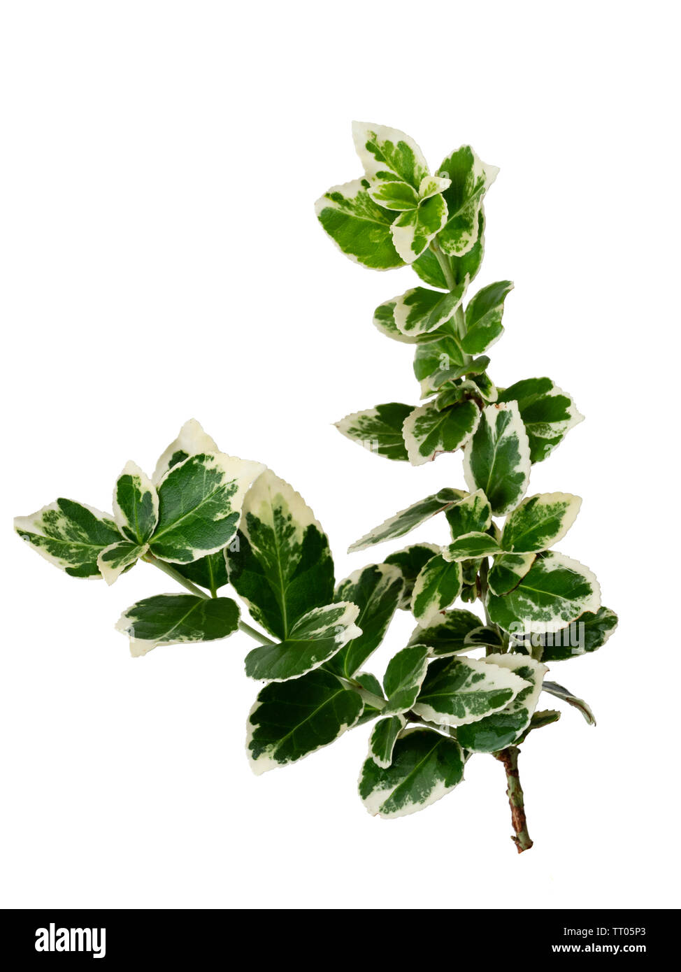Bunte weiße und grüne Laub der Hardy Evergreen bittersüße Strauch, Euonymus undulata 'Emerald Gaiety', auf weissem isoliert Stockfoto