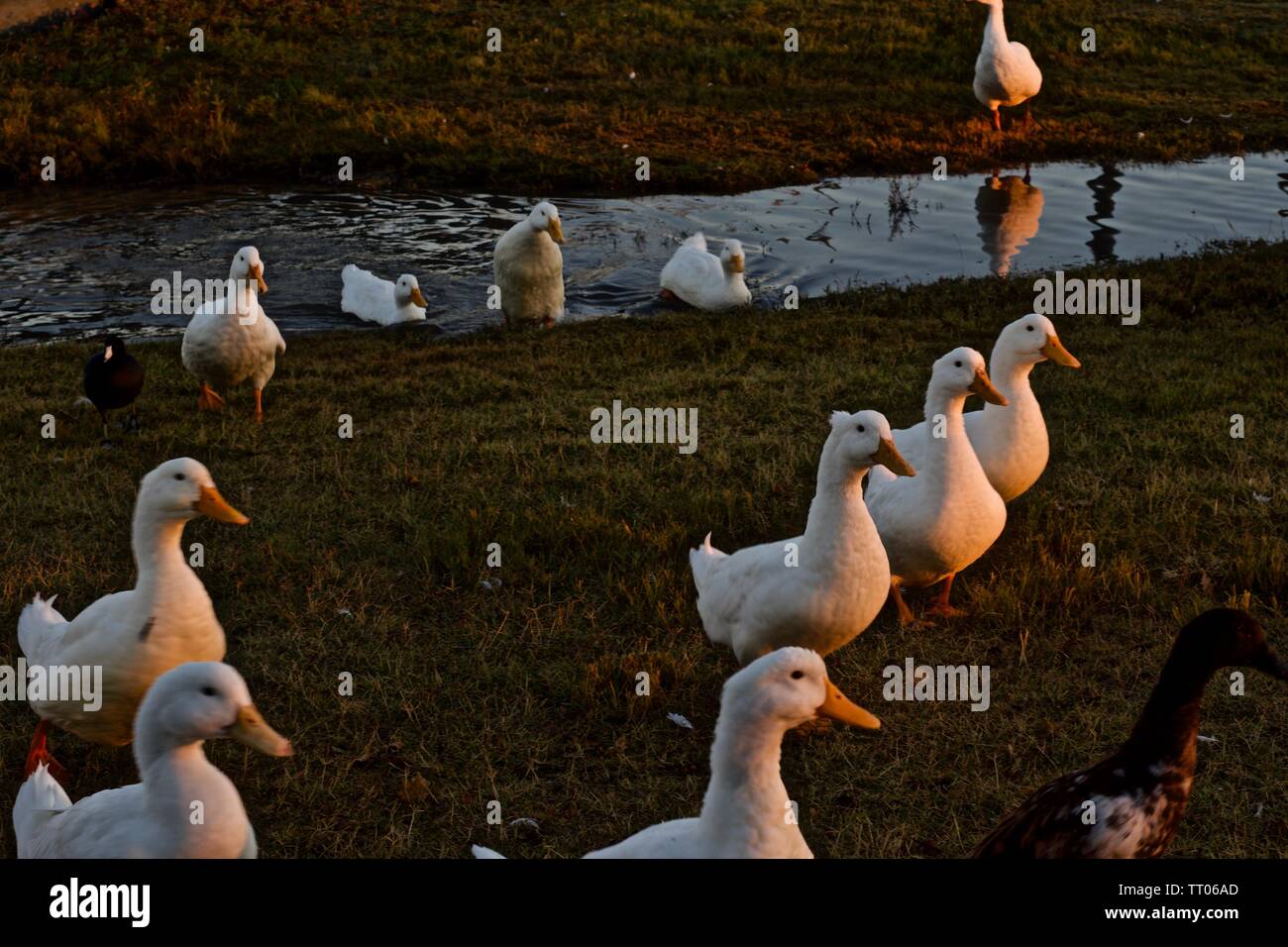 Gänse Stockfoto