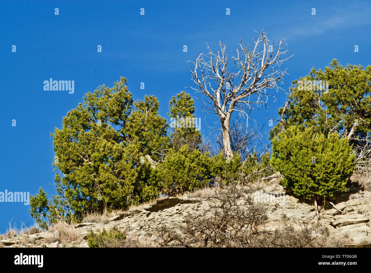 Toter Baum, Sentinal auf der Bluff, See McKinsey in der Nähe von Canyon, Texas Stockfoto