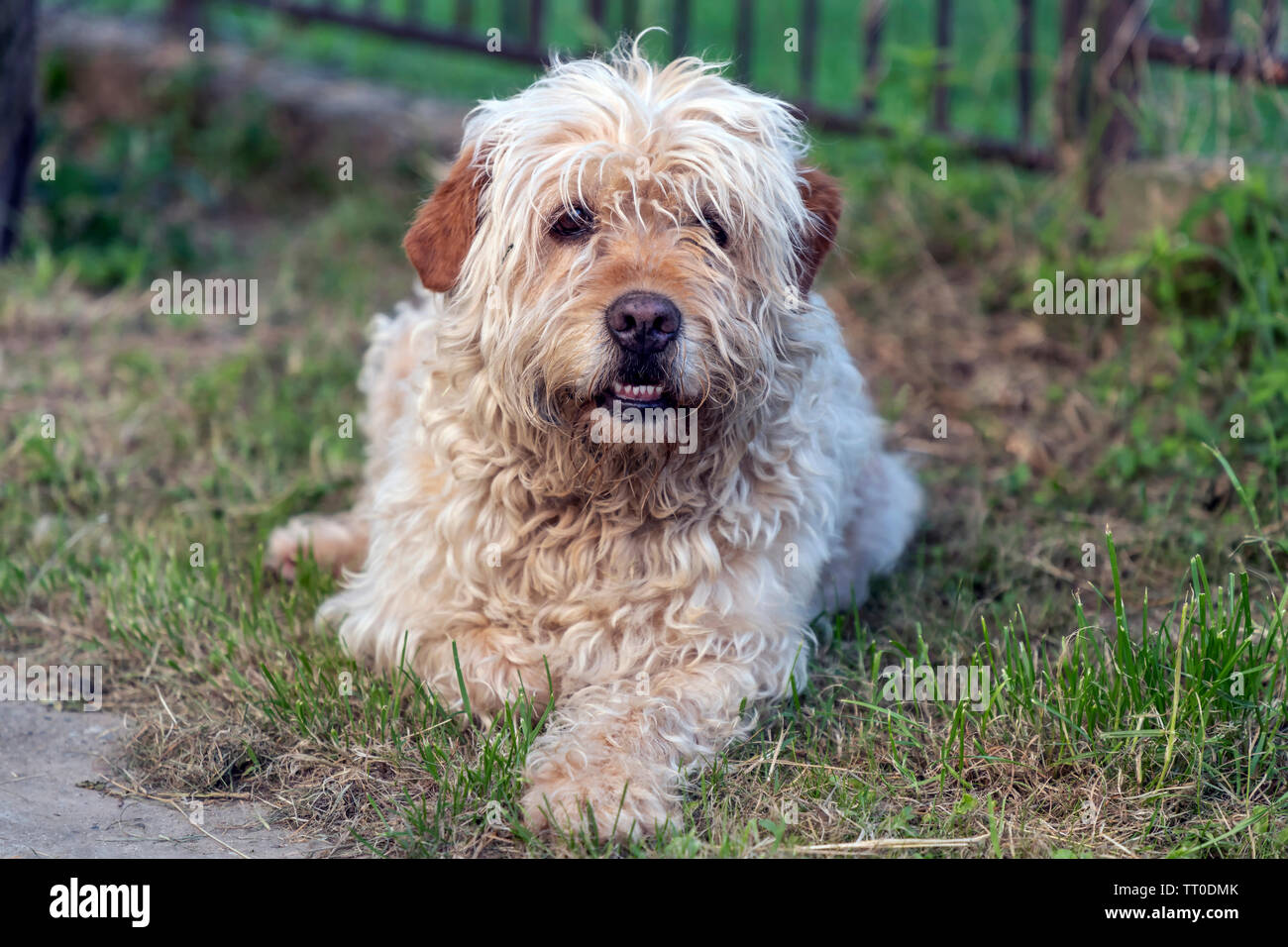 Portrait von haarig Braune mutt Hund Stockfoto