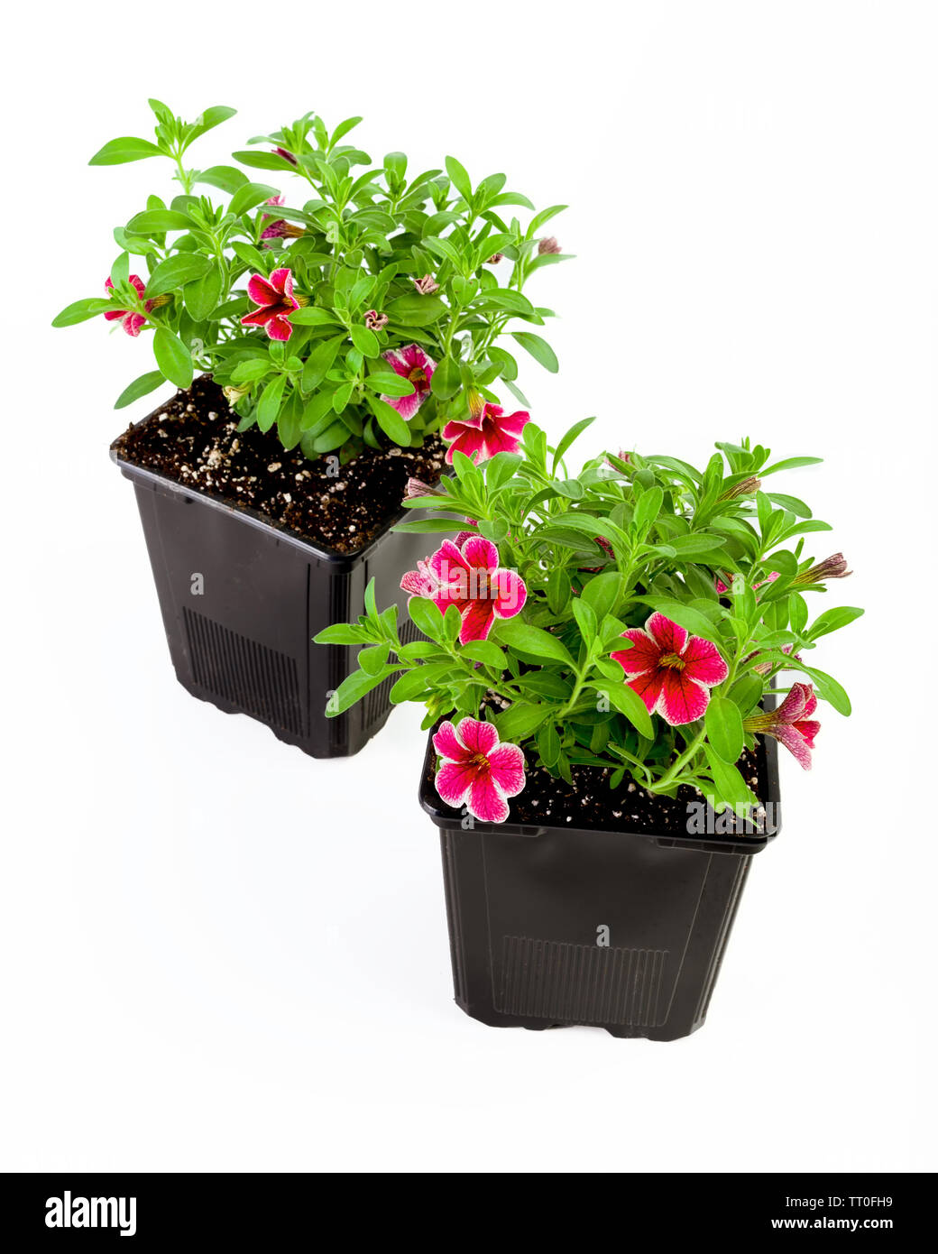Topfpflanzen Calibrachoa Var. Cherry Lace Stockfoto