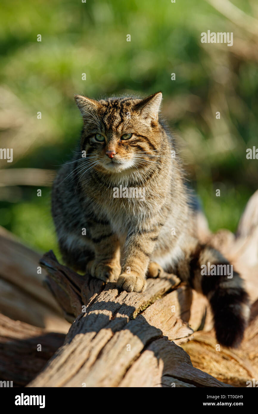 Schottische Wildkatze (Felis silvestris silvestris) Stockfoto