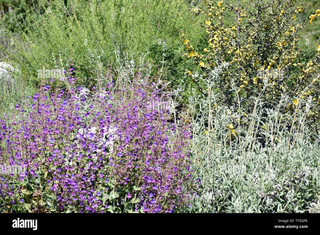 Lupin und Wildblumen Stockfoto