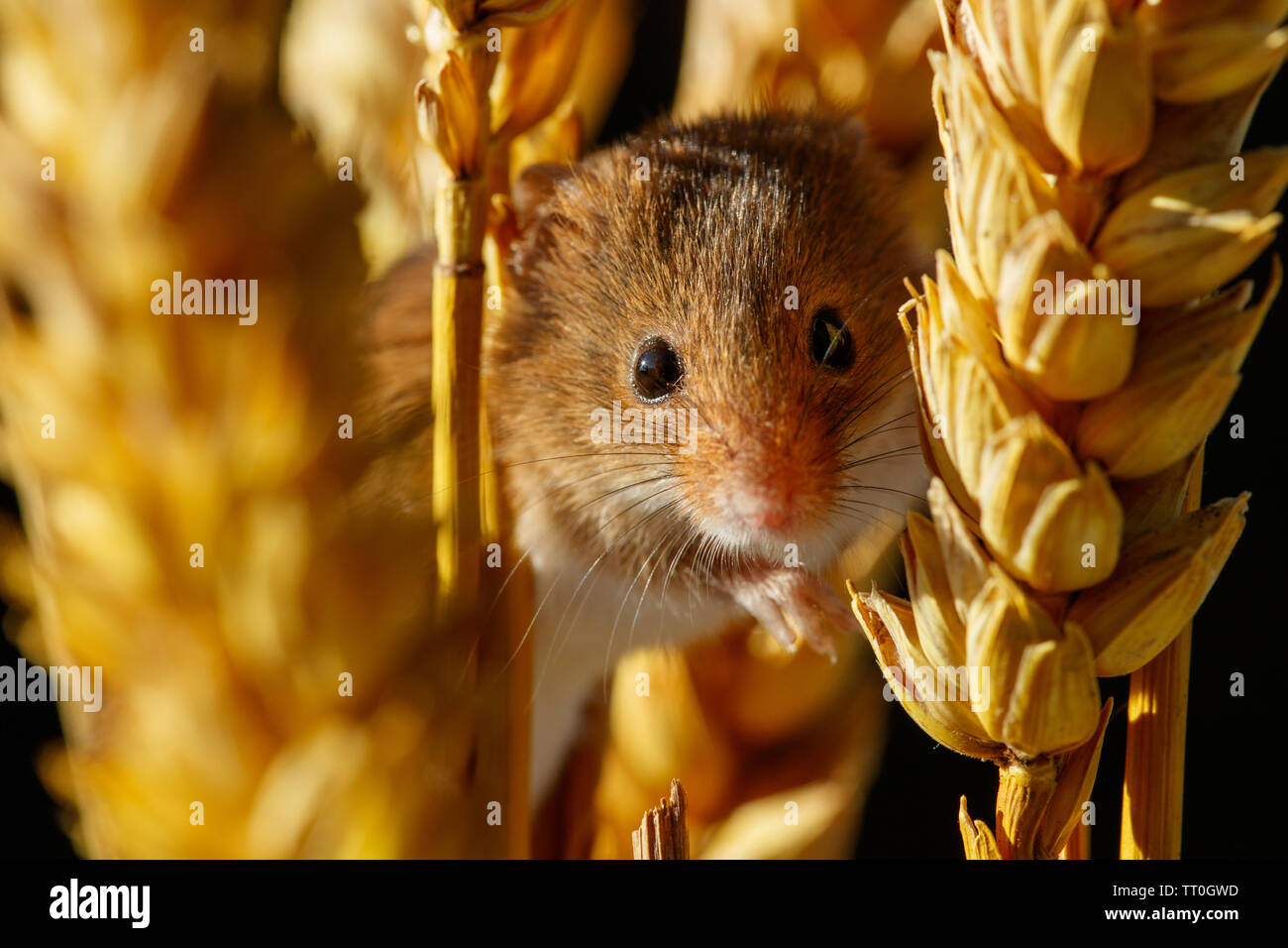Das Feld oder Wald Maus (APODEMUS SYLVATICUS) Stockfoto
